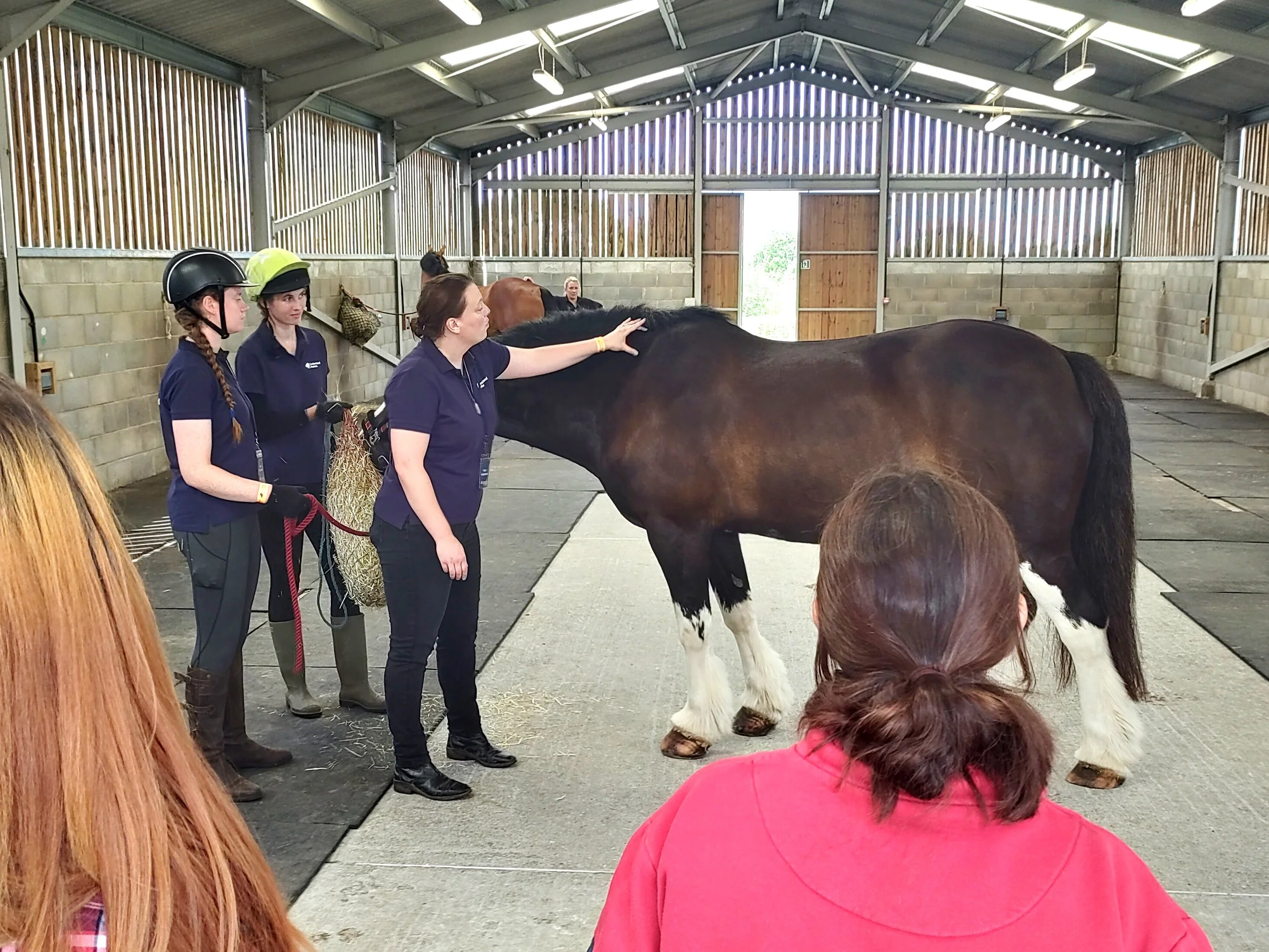 Holly Gallacher's 'Equine Massage for Horse Owners' Demo