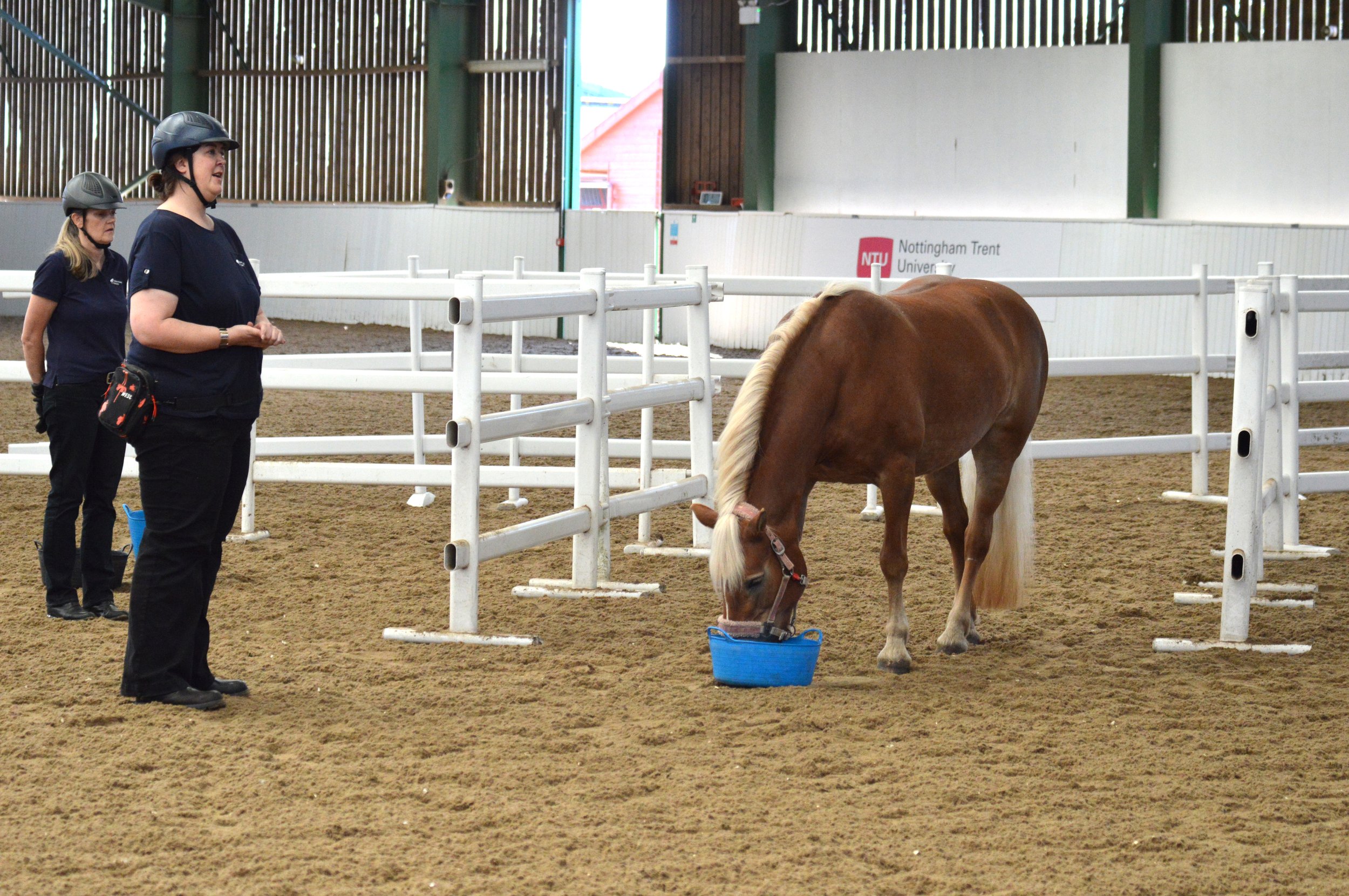 Rosa Verwijs' 'Evaluating Horse Choices: Insights from Preference Testing' Demo