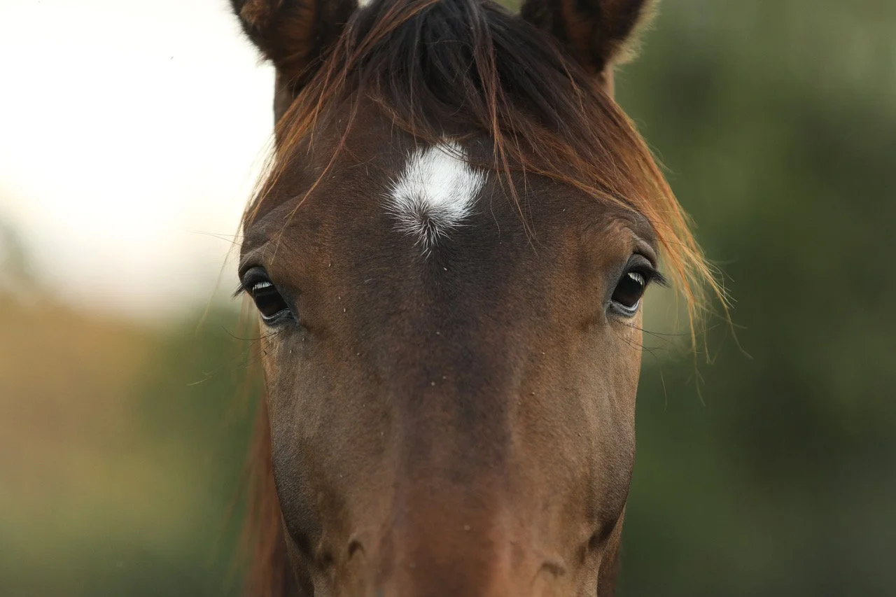 The Professional Horse Trainers Forum 2026