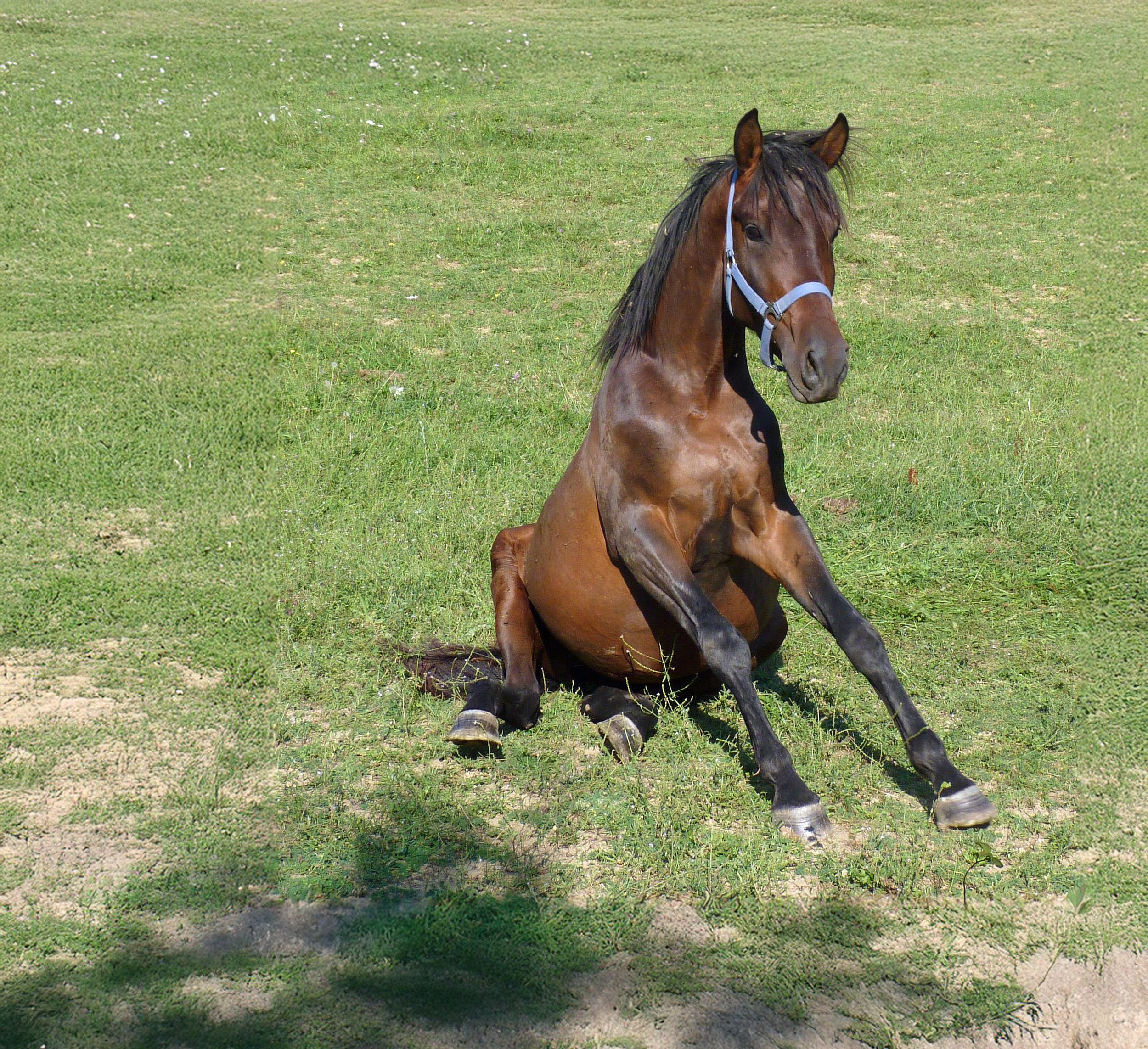 Recognising Behavioural Signs of Pain in Horses