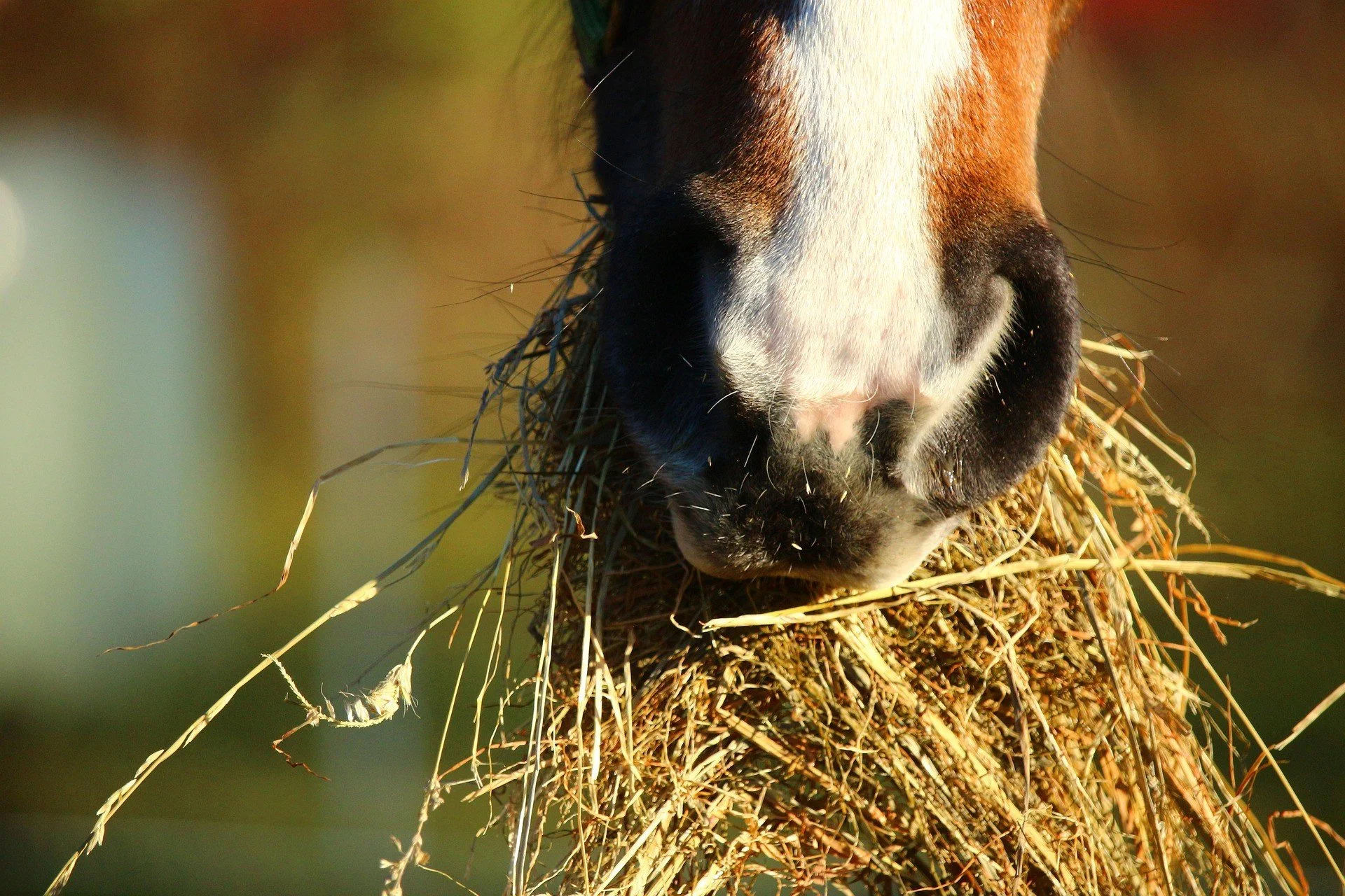 Managing Equine Obesity - Balancing Diet, Enrichment, Behaviour & Welfare