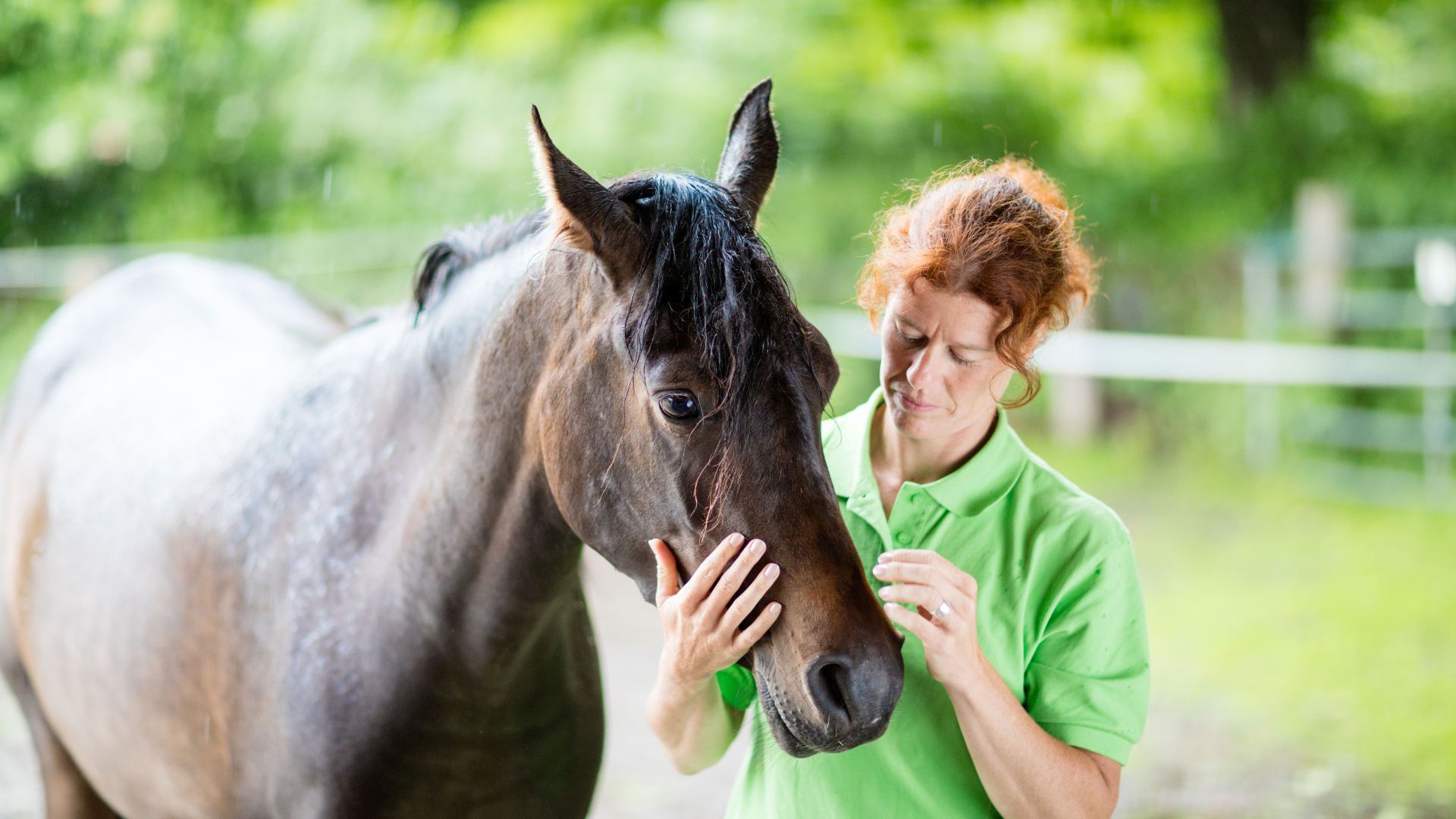 Building Trust: Co-operative Care for Horses