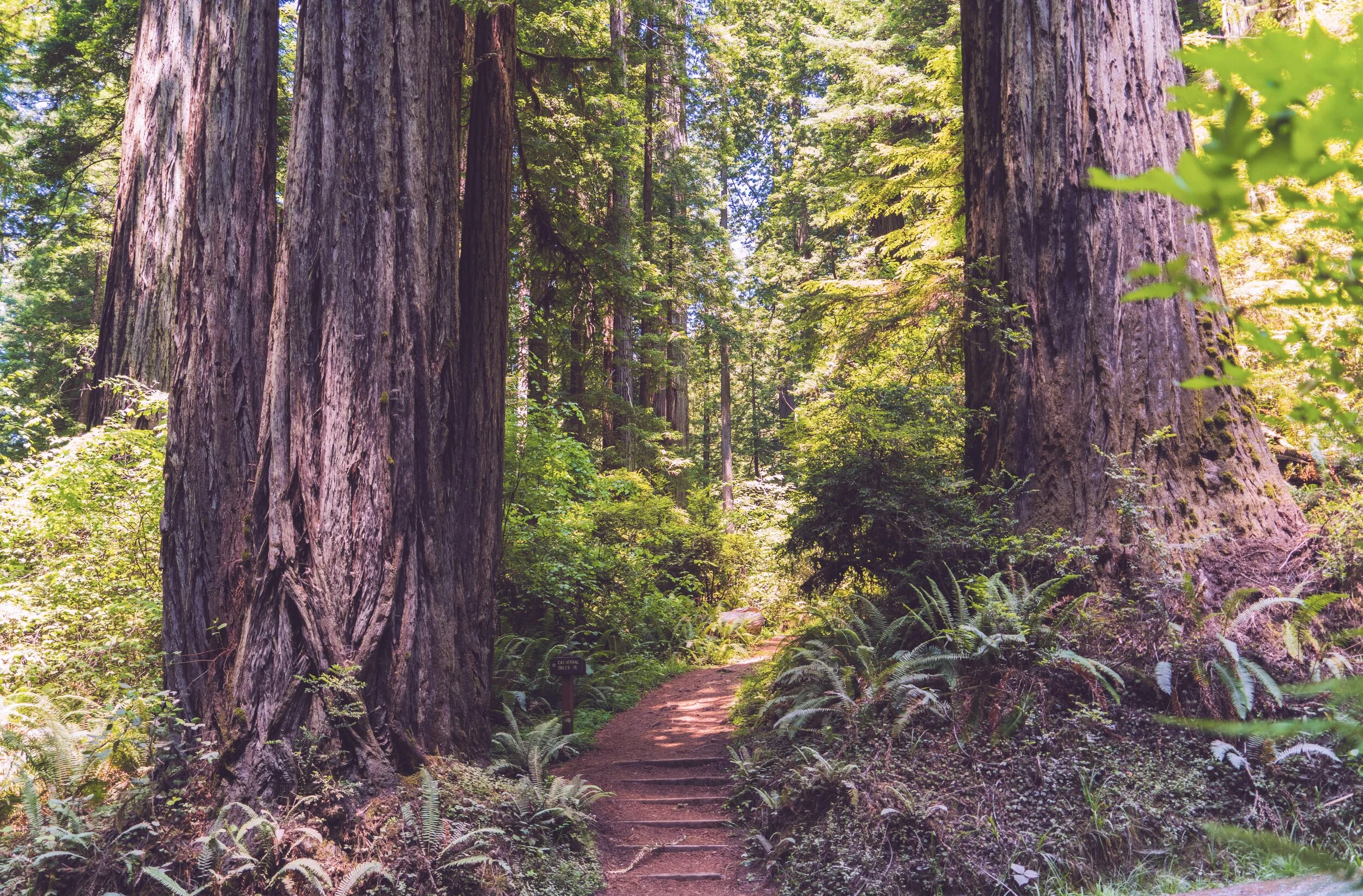 How Psychotherapy works