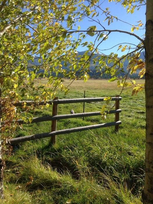 Rural landscape with wooden fence and tree with yellow leaves