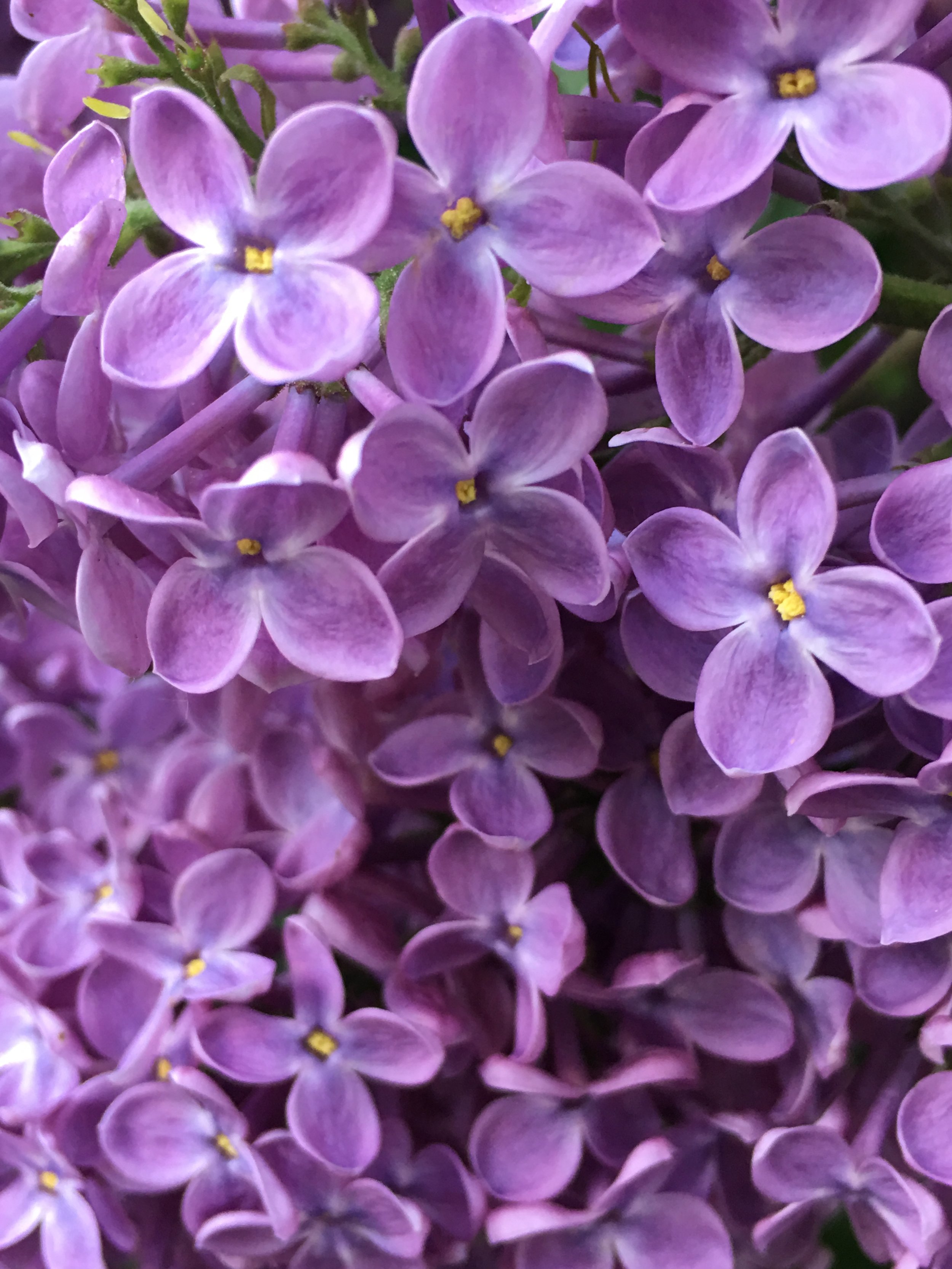 Close-up of purple lilac flowers