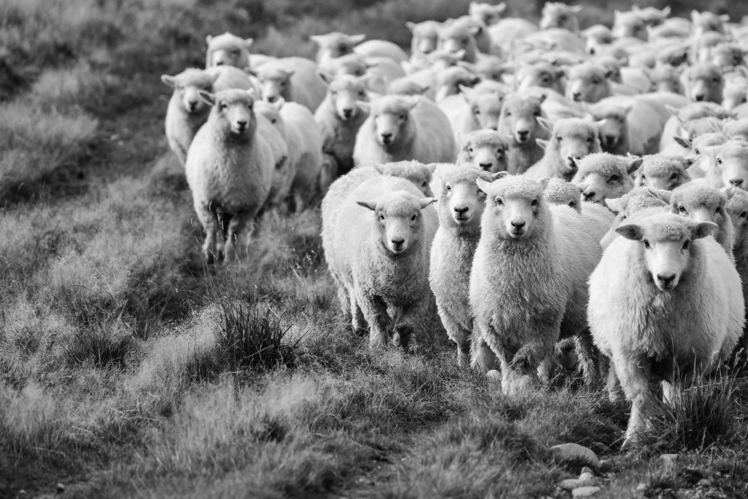 rohi_quality_sheep.jpg