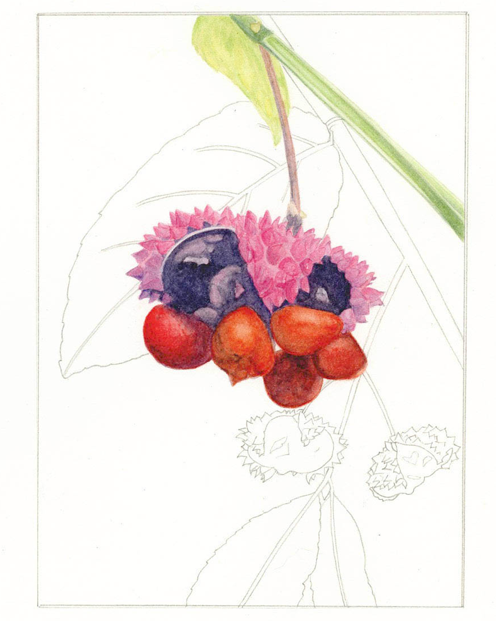 Hearts-a-Bustin, Euonymus americanus, Watercolor on Paper, 8" x 10", 2012 SOLD