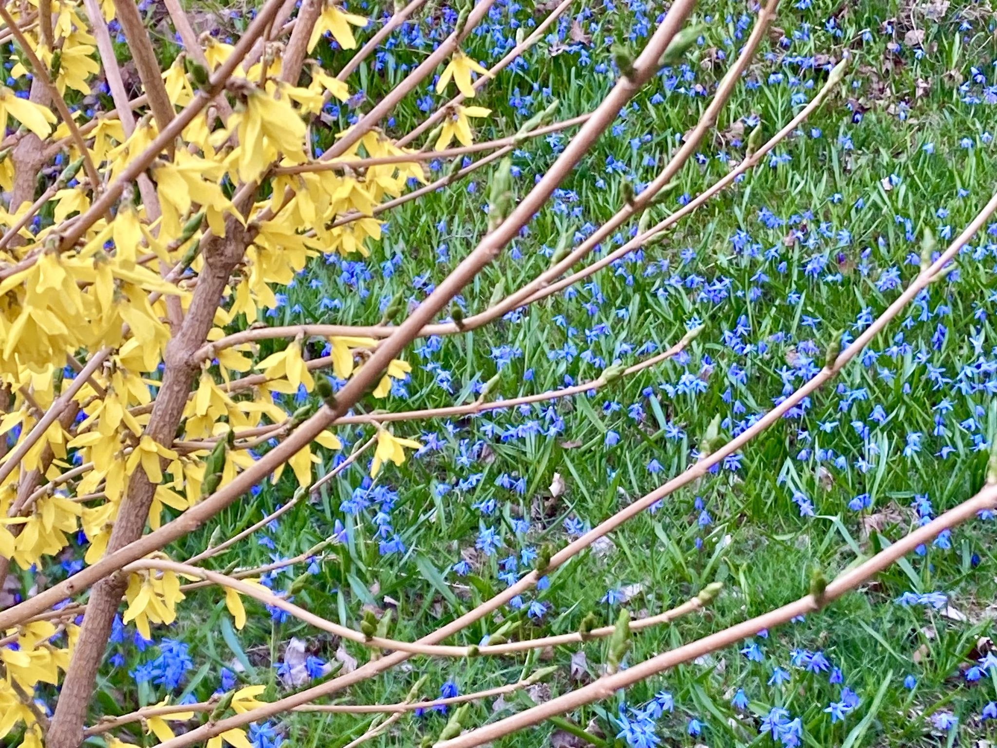 Spring brings us yellows and blues! Take a walk around town and see all the Forsythia (the yellow flowered shrub) and gorgeous blue Squill (Scilla siberica). Nature blankets herself in colors. ❤️. #flowersplusny #urbanlandscape #adklife #iloveny #wes