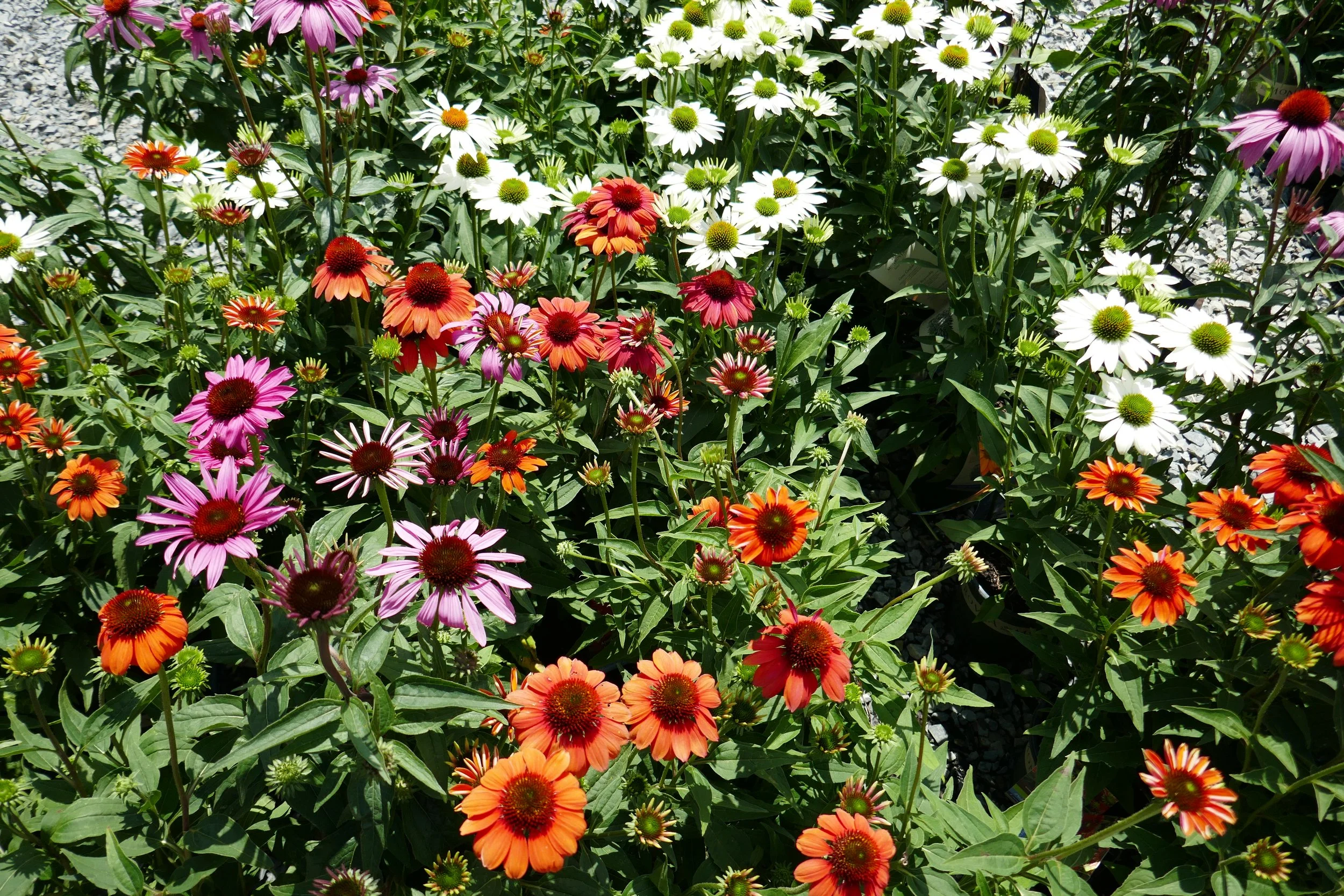 Join the Flowers Plus!Committee!