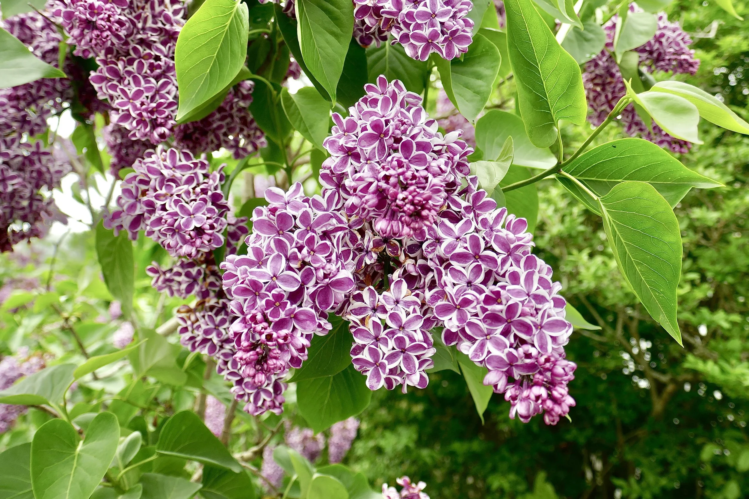 Chatham Lilac.JPG