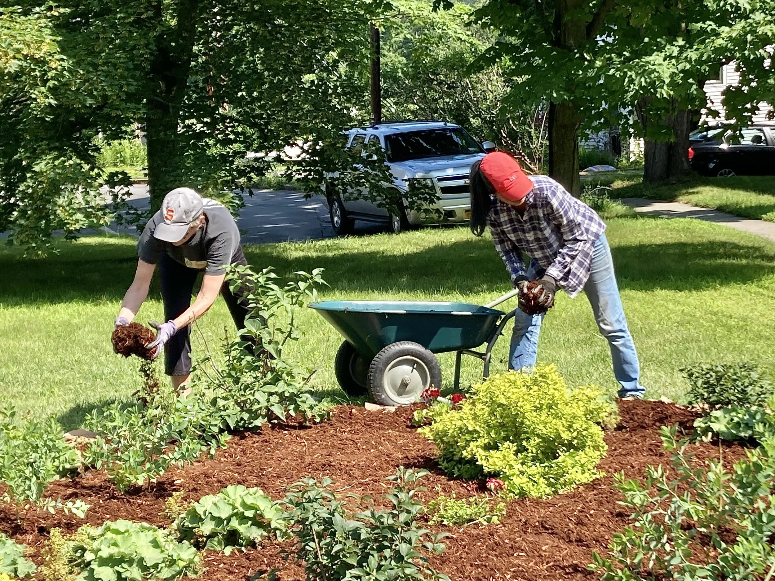 Mulch in action.by Catherine Sjpeg.jpeg