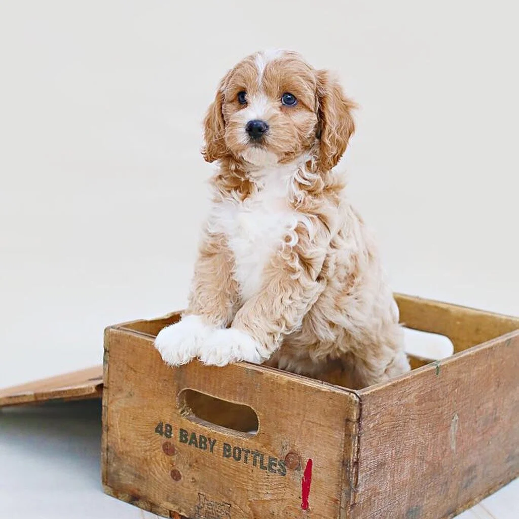 Cockapoochon Dogs About | Qualified Breeders Cavapoochon | Qualified Breeders Cockapoo