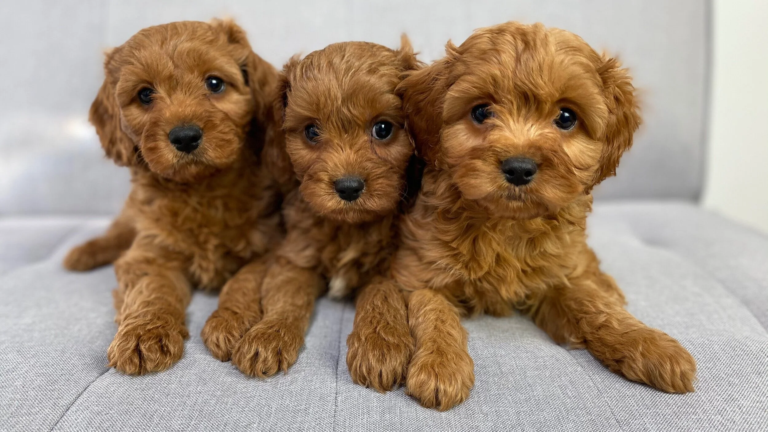 Teacup Poodle Ginger Doodle Puppy Ttoodle Puppies For Sale Sales
