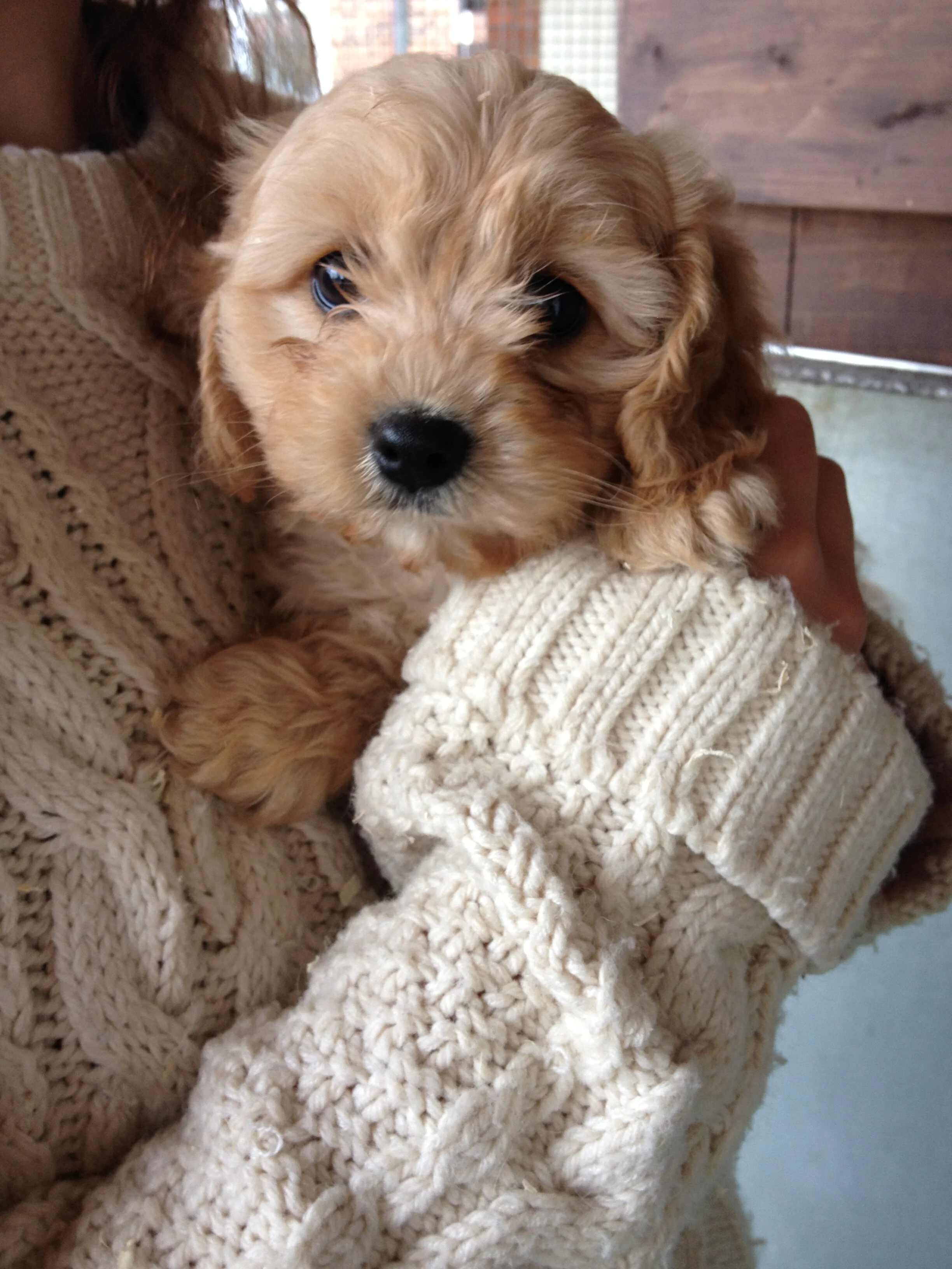 Cavapoos | Qualified Breeders Cavapoo UK