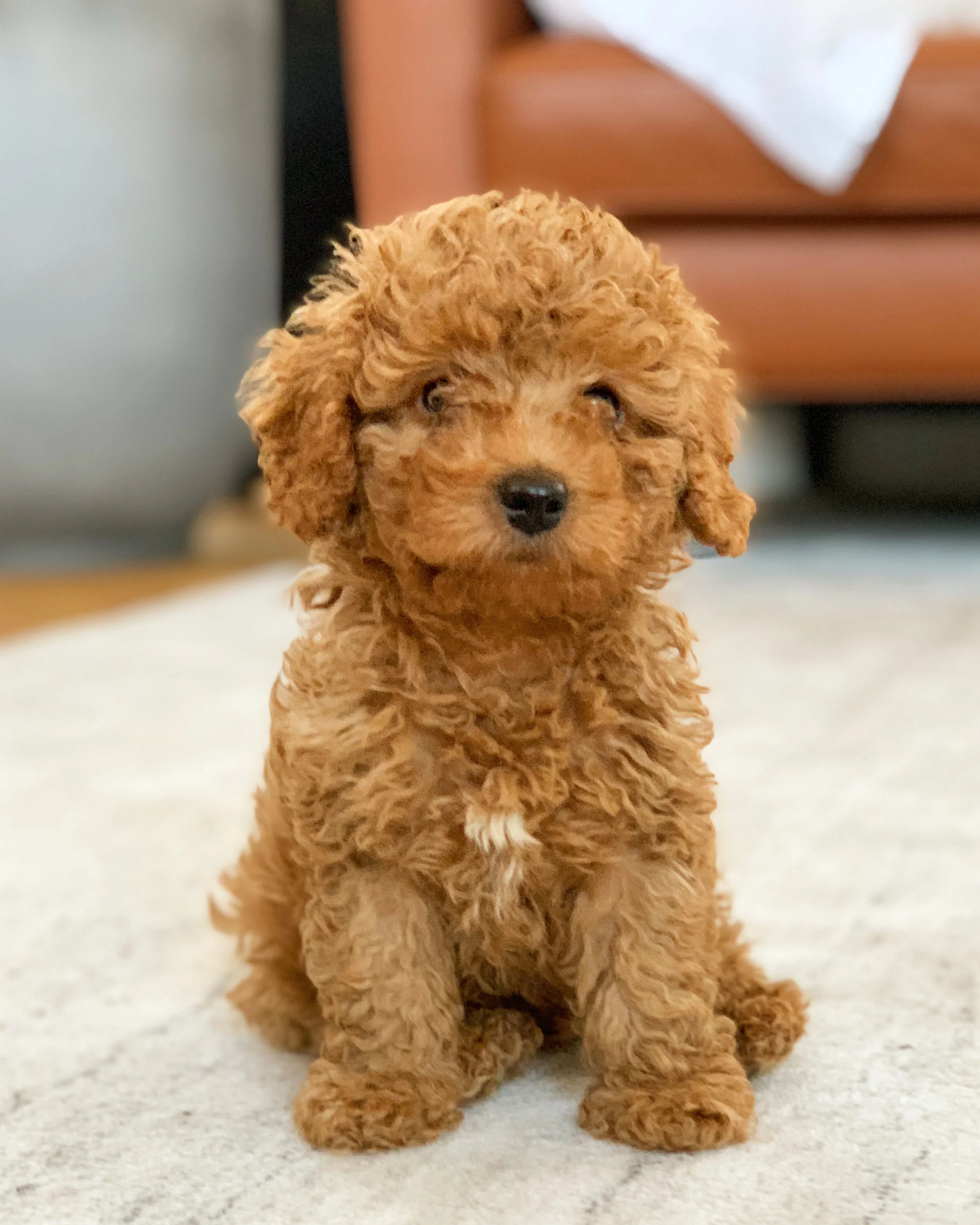 Cavapoochons | Licensed Breeders Cavapoochon UK