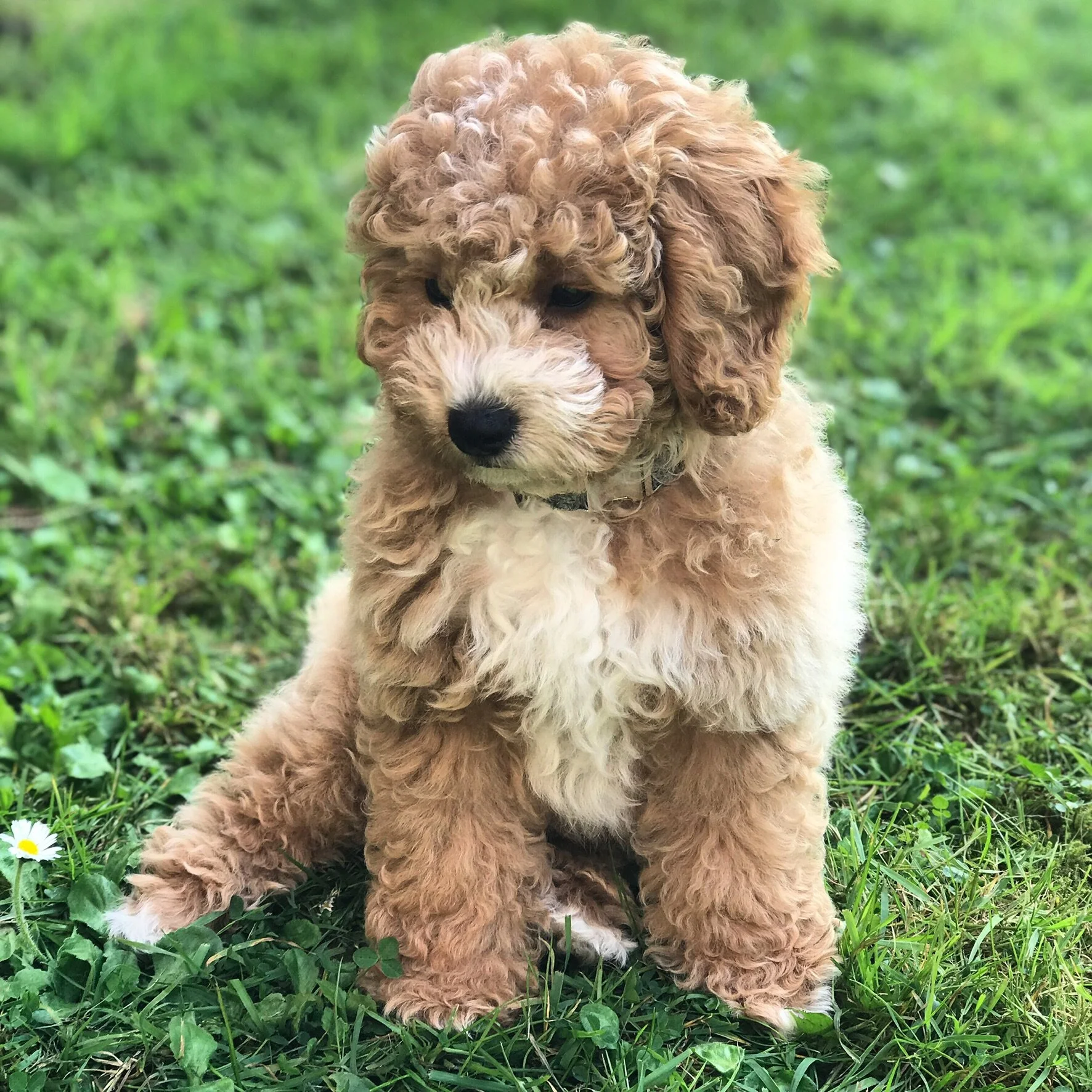 Cavapoochons | Licensed Breeders Cavapoochon UK