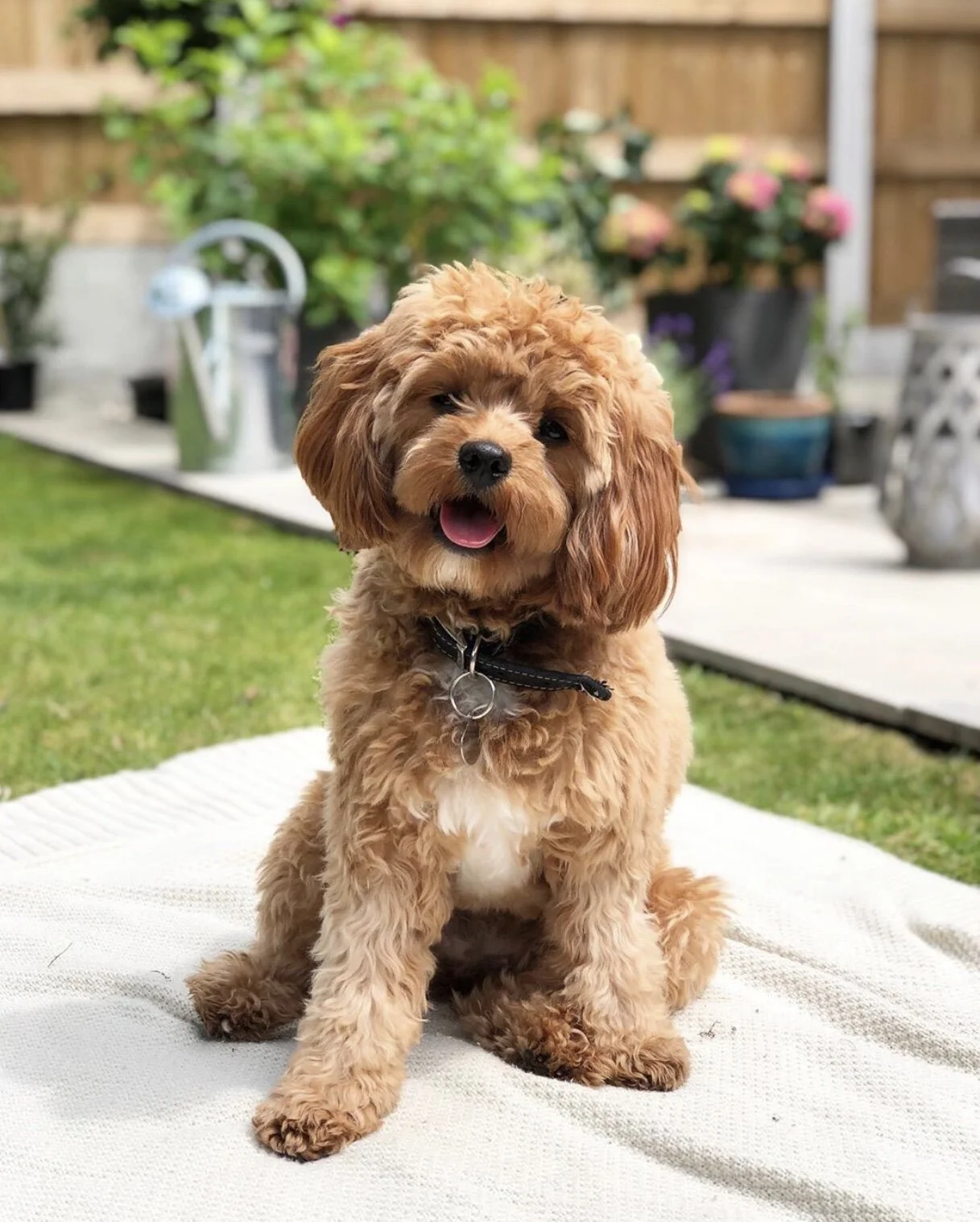 Cava Poo Chon Cavapoochon Puppies For Sale Near Me