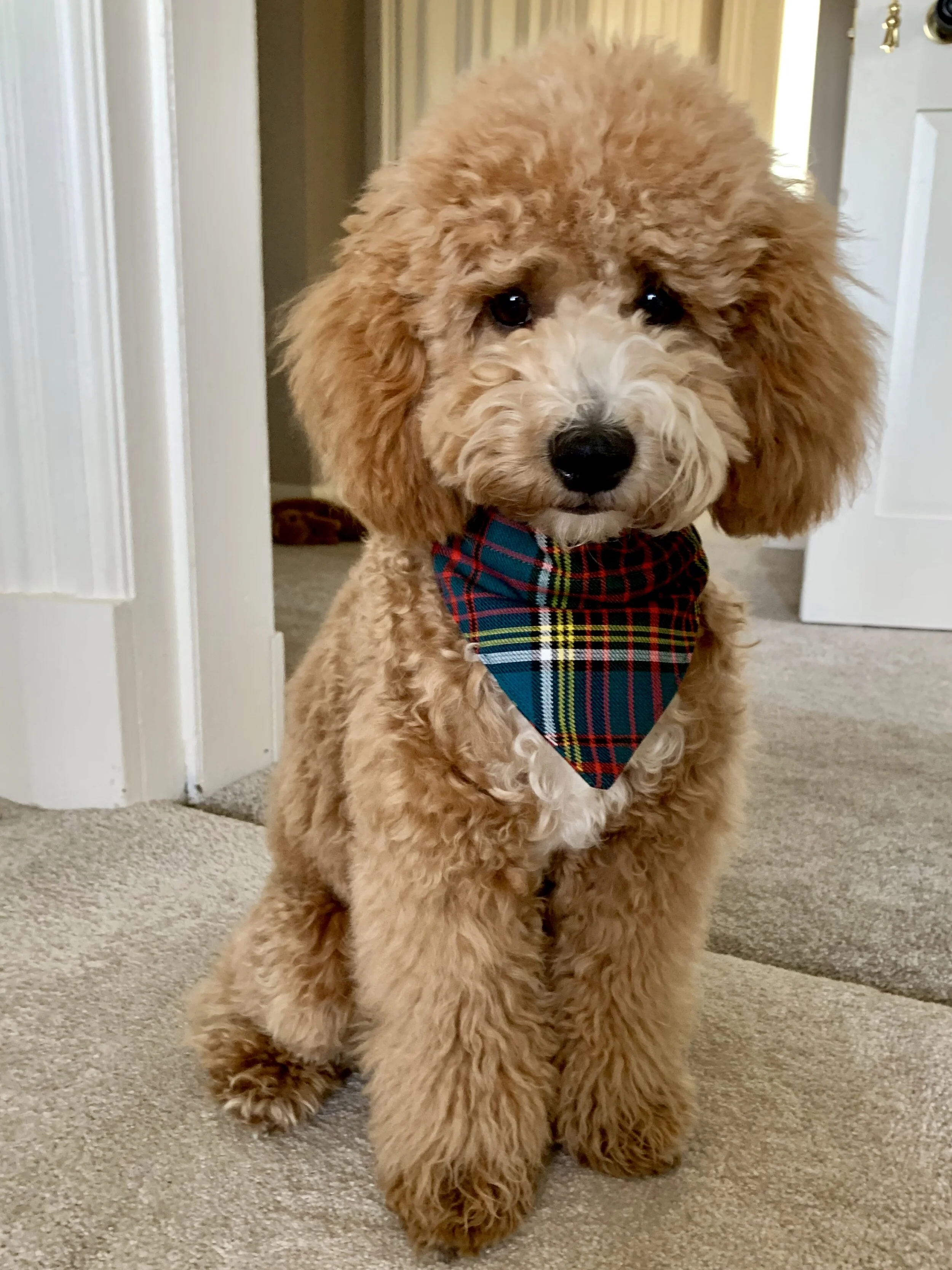 Cavapoochons | Licensed Breeders Cavapoochon UK