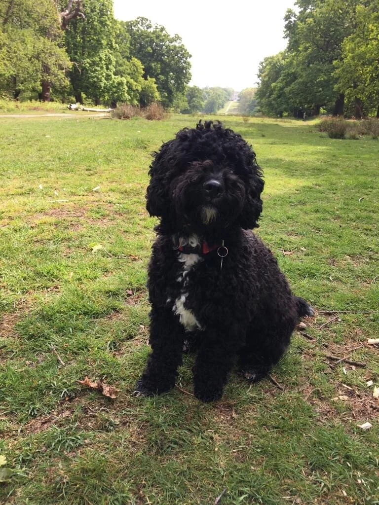 Cavapoochons | Licensed Breeders Cavapoochon UK