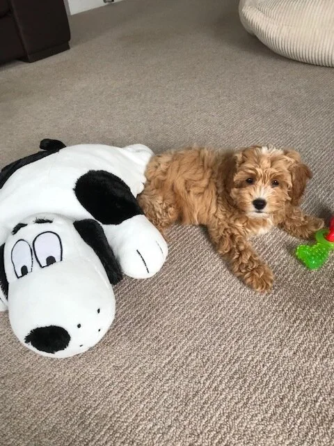 Cavapoochons | Licensed Breeders Cavapoochon UK