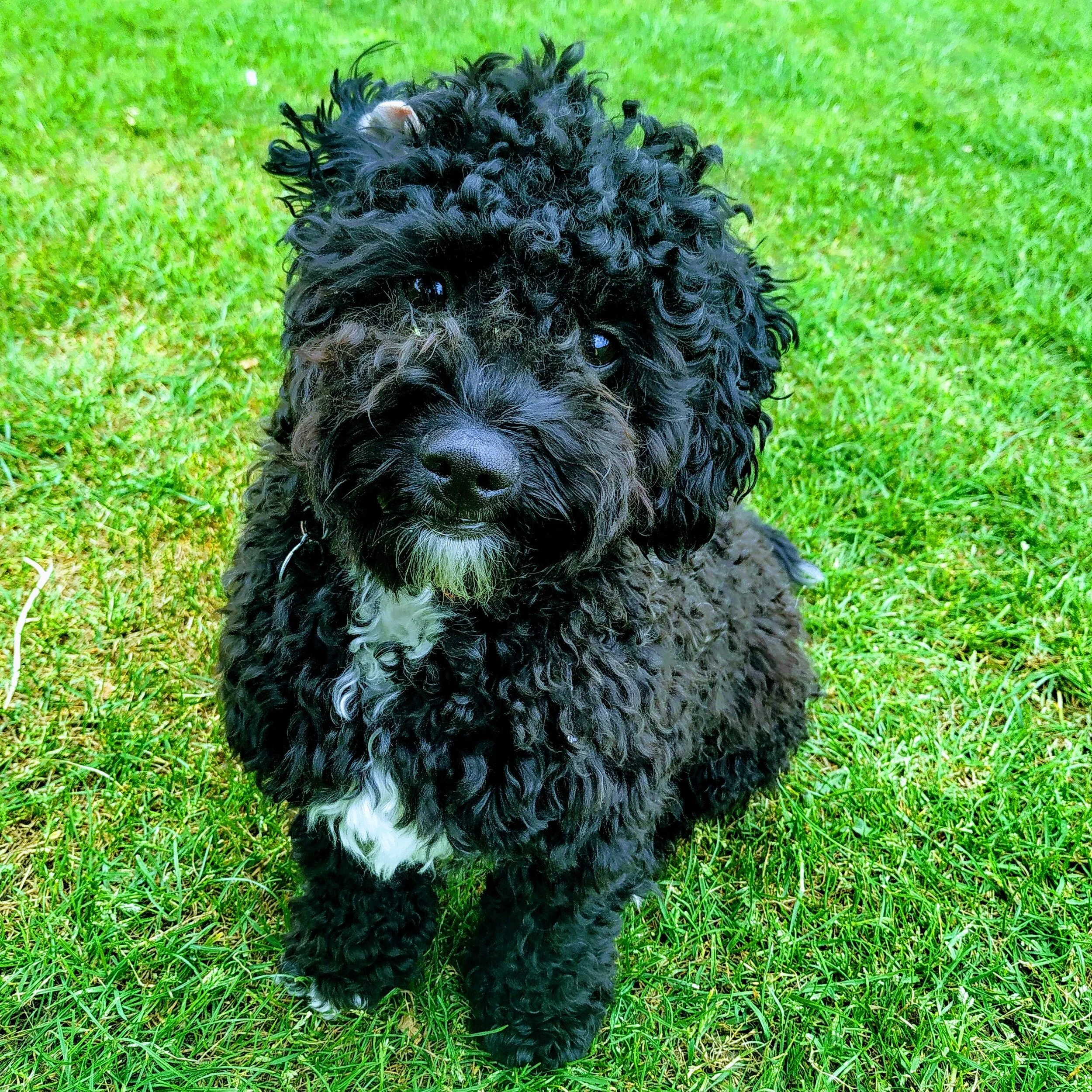 Cavapoochons | Licensed Breeders Cavapoochon UK