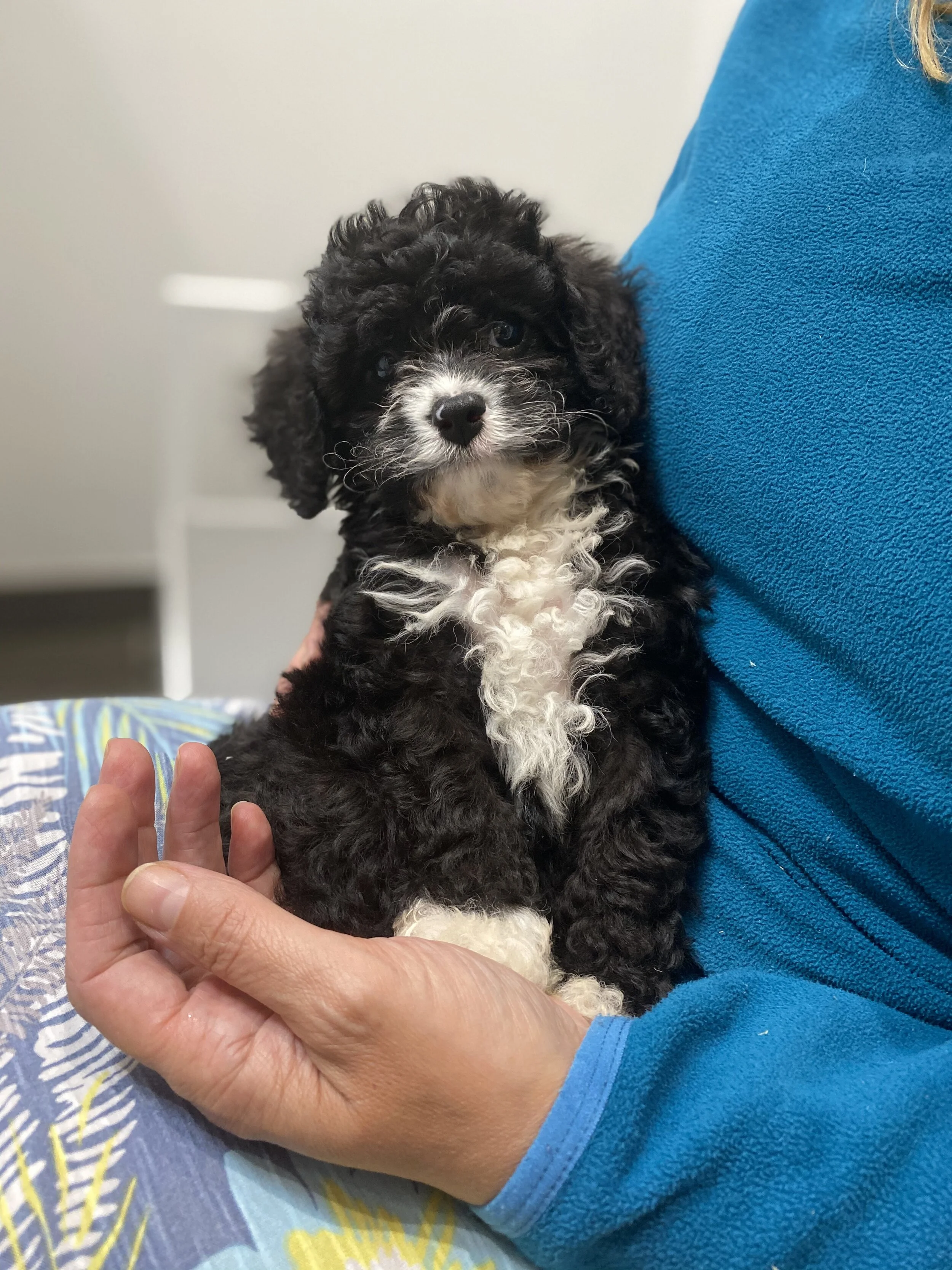 Cavapoochons | Licensed Breeders Cavapoochon UK