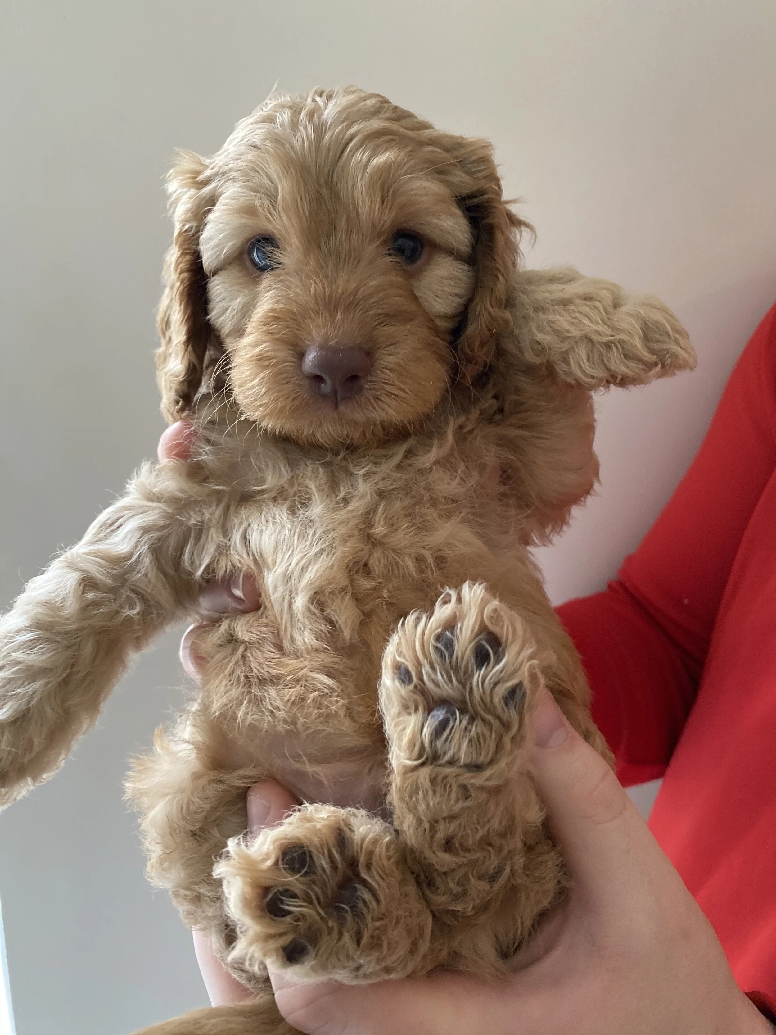 Cavapoochons | Licensed Breeders Cavapoochon UK