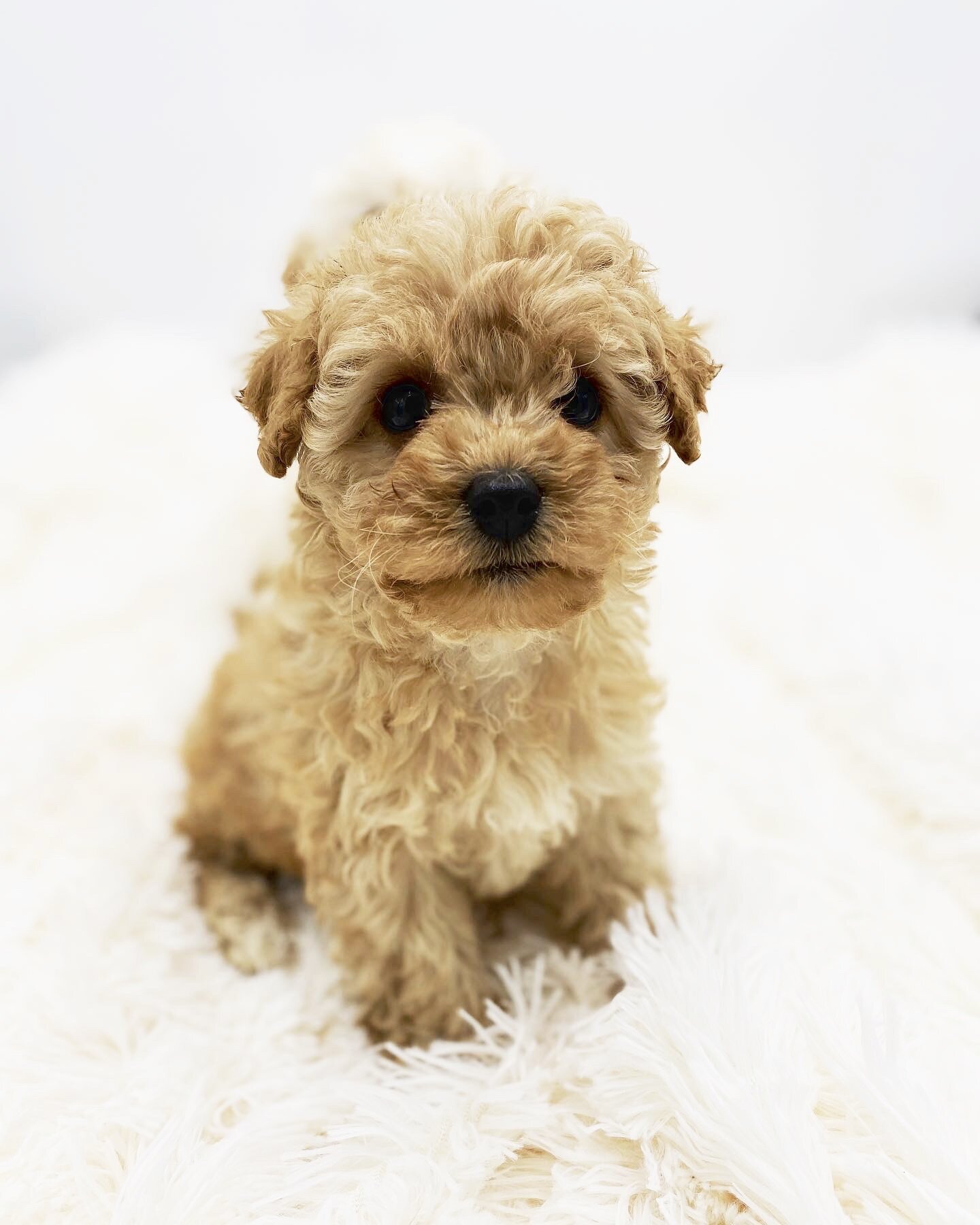 Cavapoochons | Licensed Breeders Cavapoochon UK