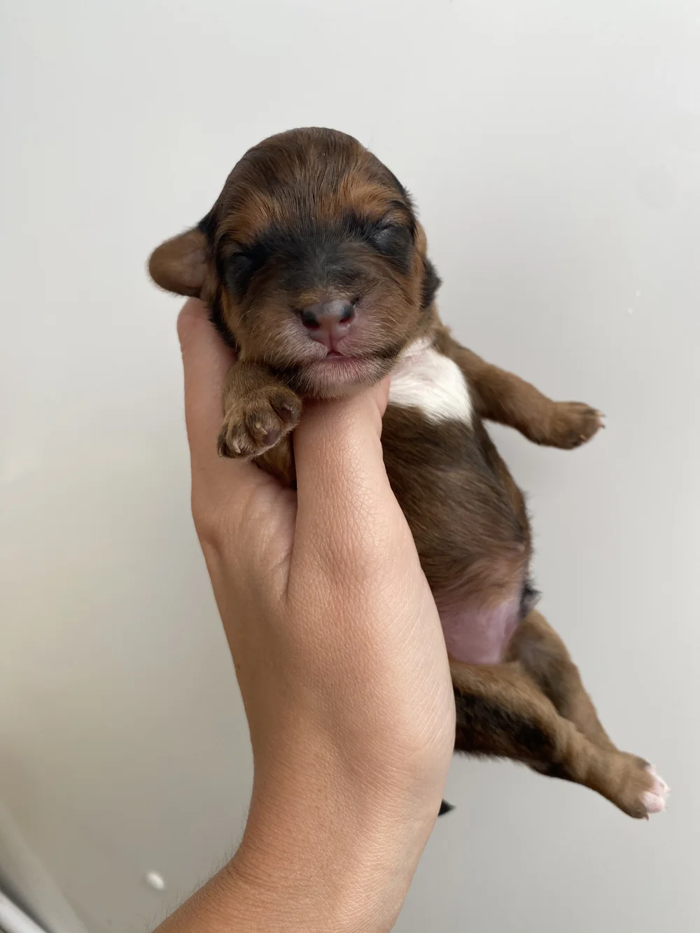 Cavapoochons | Licensed Breeders Cavapoochon UK