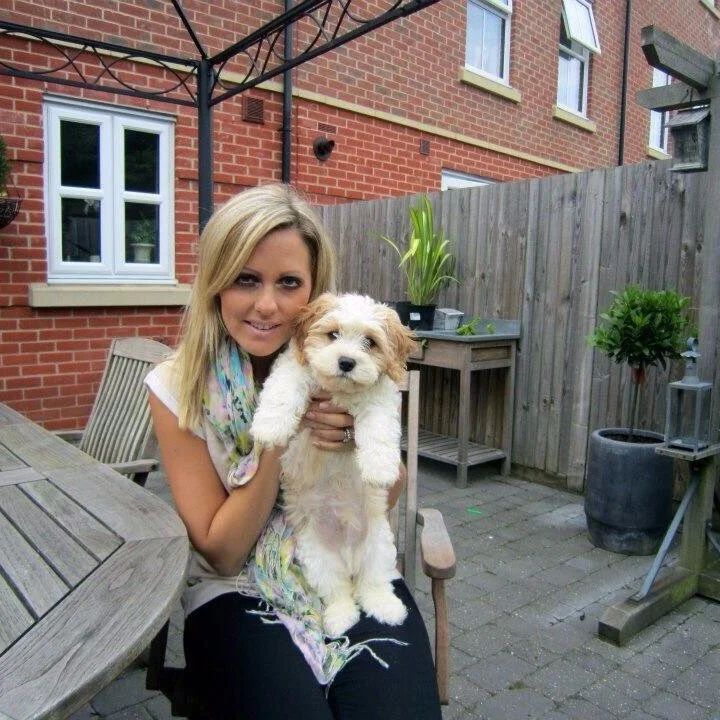 Luxurious Cockapoo Colours | Luxury Cavapoochon | Luxury Cockapoos
