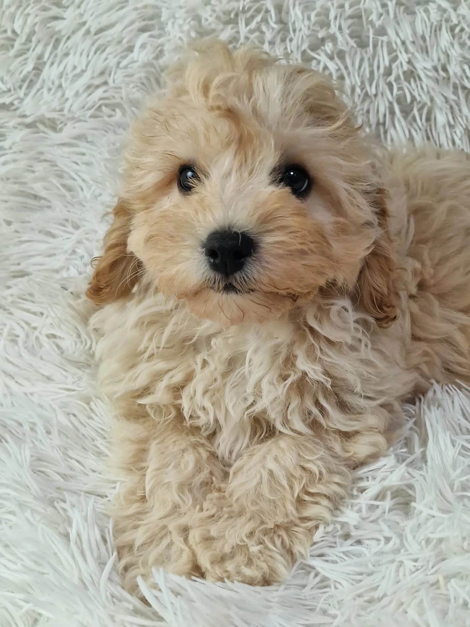 Luxurious Cockapoo Available Puppies | Luxury Breeders UK | Cockapoo & Cavapoochon