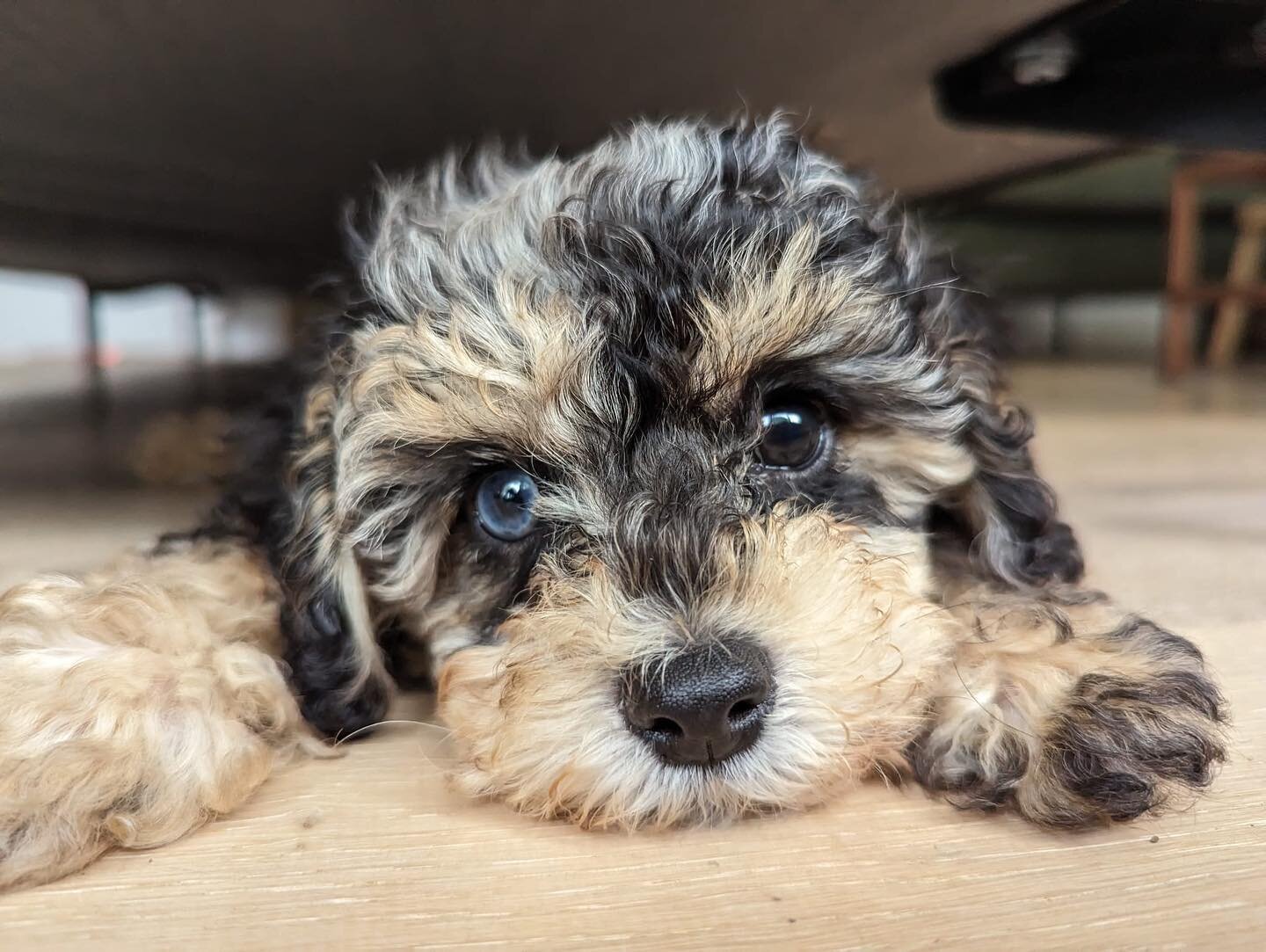 Have you ever seen a Cavapoo with a blue eye? 👁️ Swipe to see me as a newborn 👶🏻🐾🐶 #rosedaledoodles #cavapoo #cavalier #poodle #merle #puppy #puppies #puppylove #pup #puppiesofinstagram #dog #dogsofinstagram #dogs #doglover