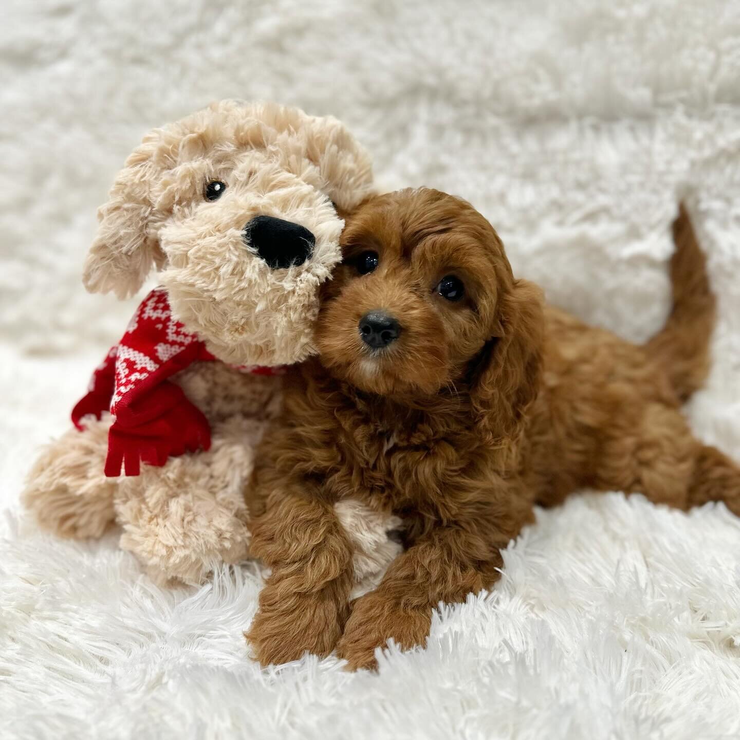 FUN FACT 🌟 @tescofood Curtis the Cavapoo was inspired by a Rosedale Doodles Cavapoo 🌟 Teddy, owned by @iamkb, has appeared in every Christmas campaign for @fandfclothing since he went to his forever home in 2020 and even inspired their Curtis the C