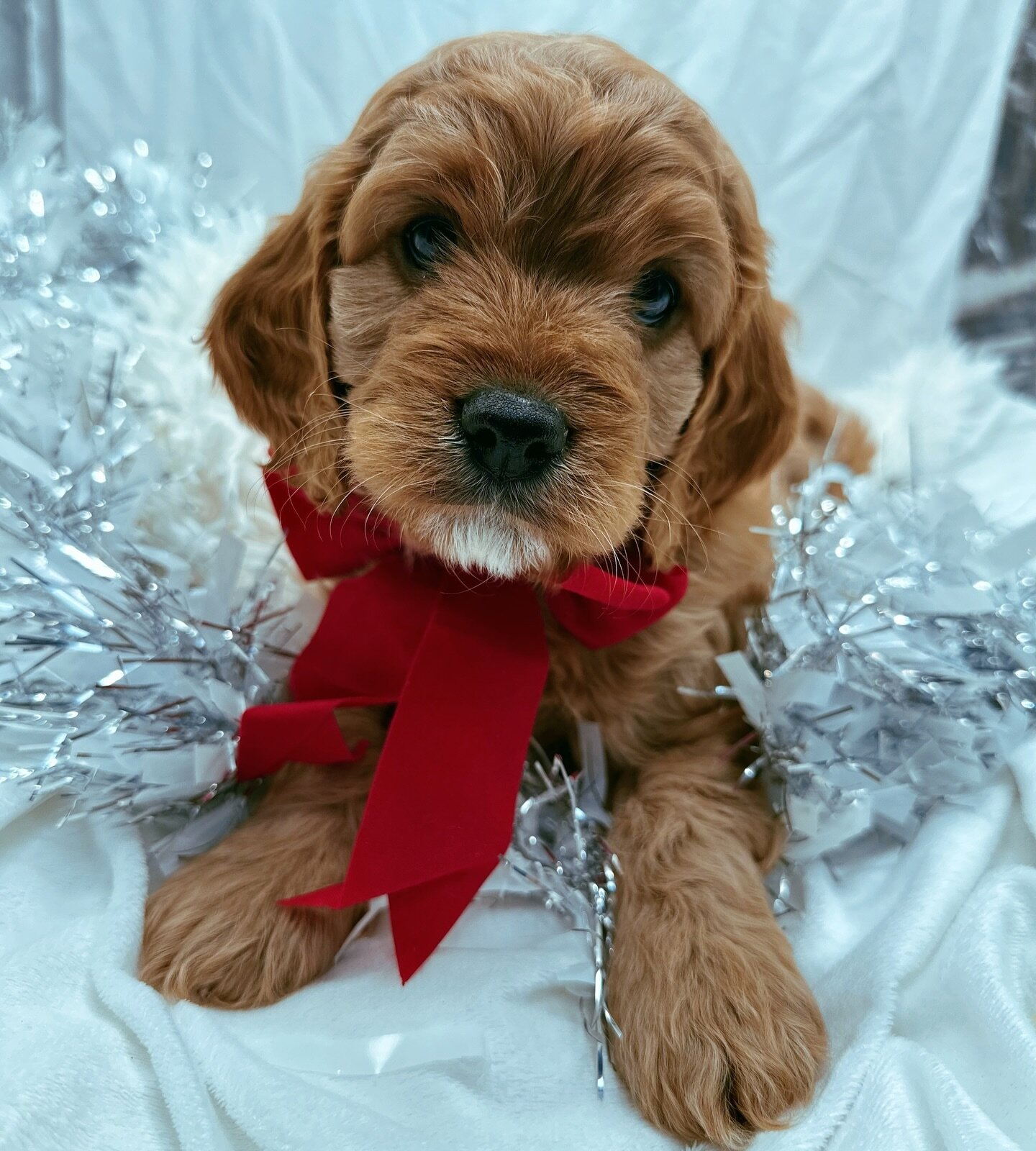 Merry Christmas from our family to yours 🐶&hearts;️🌟 #rosedaledoodles #christmas #puppy #puppies #puppylove #cavapoo #cavapoopuppy #cavapoogram #cavapoolovers #dog #dogs #doglover #dogsofinstagram #doglovers #christmas #christmaspuppy