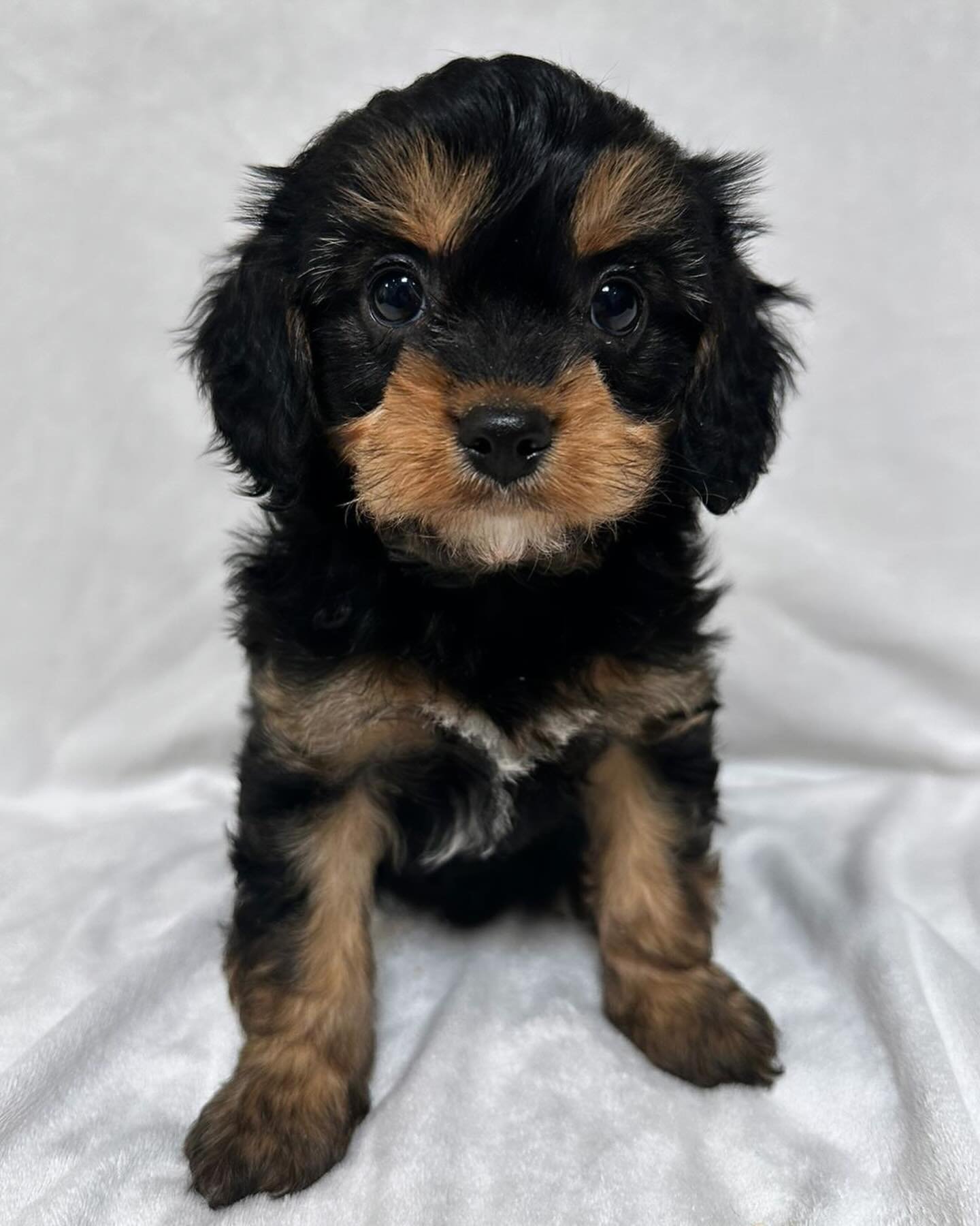 Black &amp; Tan Toy Cavapoos 🐾 So excited to be breeding more mixed colour puppies 🐾 Our new toy poodle, Leo, is a rare chocolate phantom who carries some really amazing colours 🌈 what do you think of his first litter of Black &amp; Tan Cavapoos??