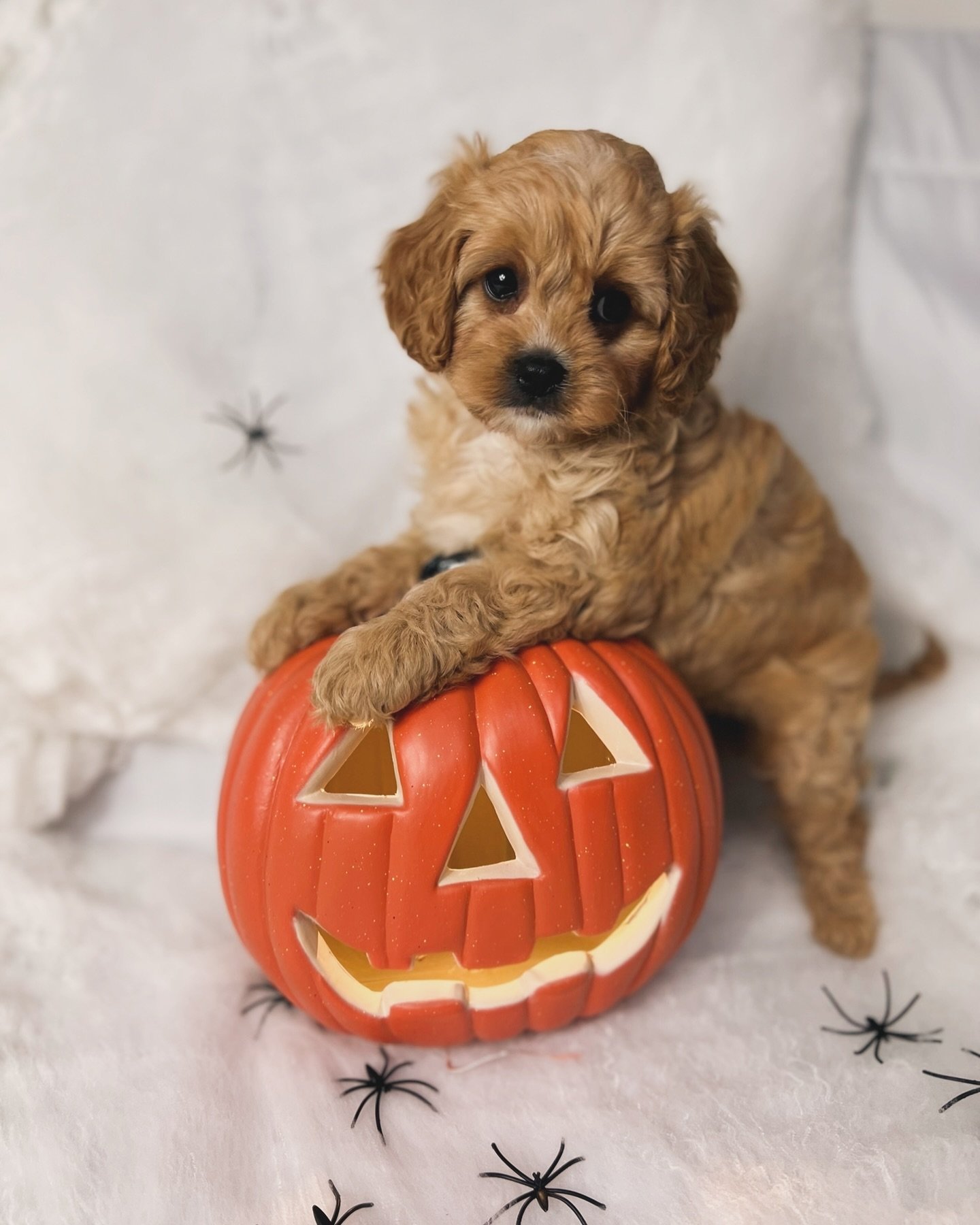 Trick or Treat 👻 #halloween #puppy #pumpkin #puppiesofinstagram #dog #doglover #dogsofinstagram #dogs #dogstagram #puppylove #puppygram