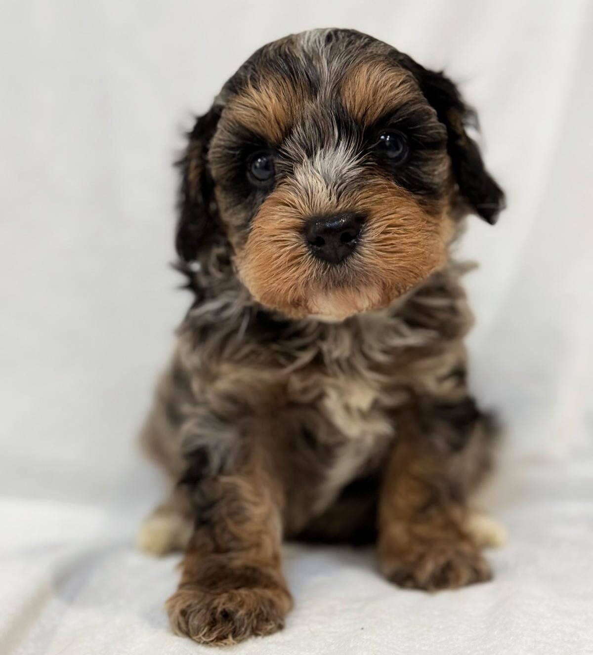 Did you know puppies are born deaf &amp; blind? By 5 weeks old a puppies&rsquo; eyesight is well developed and they can start exploring the outside world 🌍&hearts;️ if you missed this little guy on our stories last night, here he is again. I feel li
