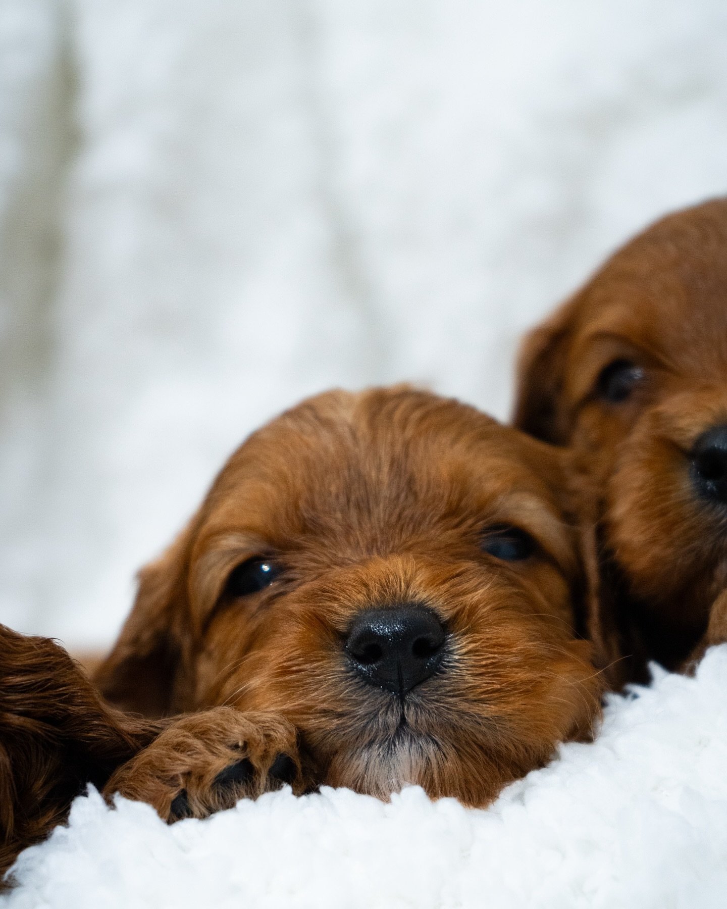 Cutest little gingerbread pups! 🍂✨ These 3-week-old babies are stealing hearts already! 🐾💛

#puppies #cavapooukclub #cavapoo #cavapoos #cockapoosofinstagram #dogs #dogsofinstagram #sweet #puppy #puppylove #ginger