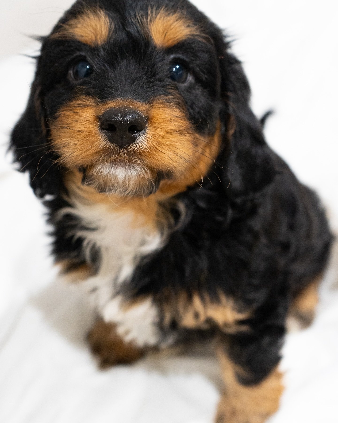 Playful paws and colorful coats! 🐾🧡Such beautiful pups so full of mischief!🖤

#dogs #dogsofinstagram #puppy #puppylove #puppylife #puppygram #puppies #cockapoo #cavapoo #cavapooukclub #blackandginger #paws #playfulpuppy #dogsclub