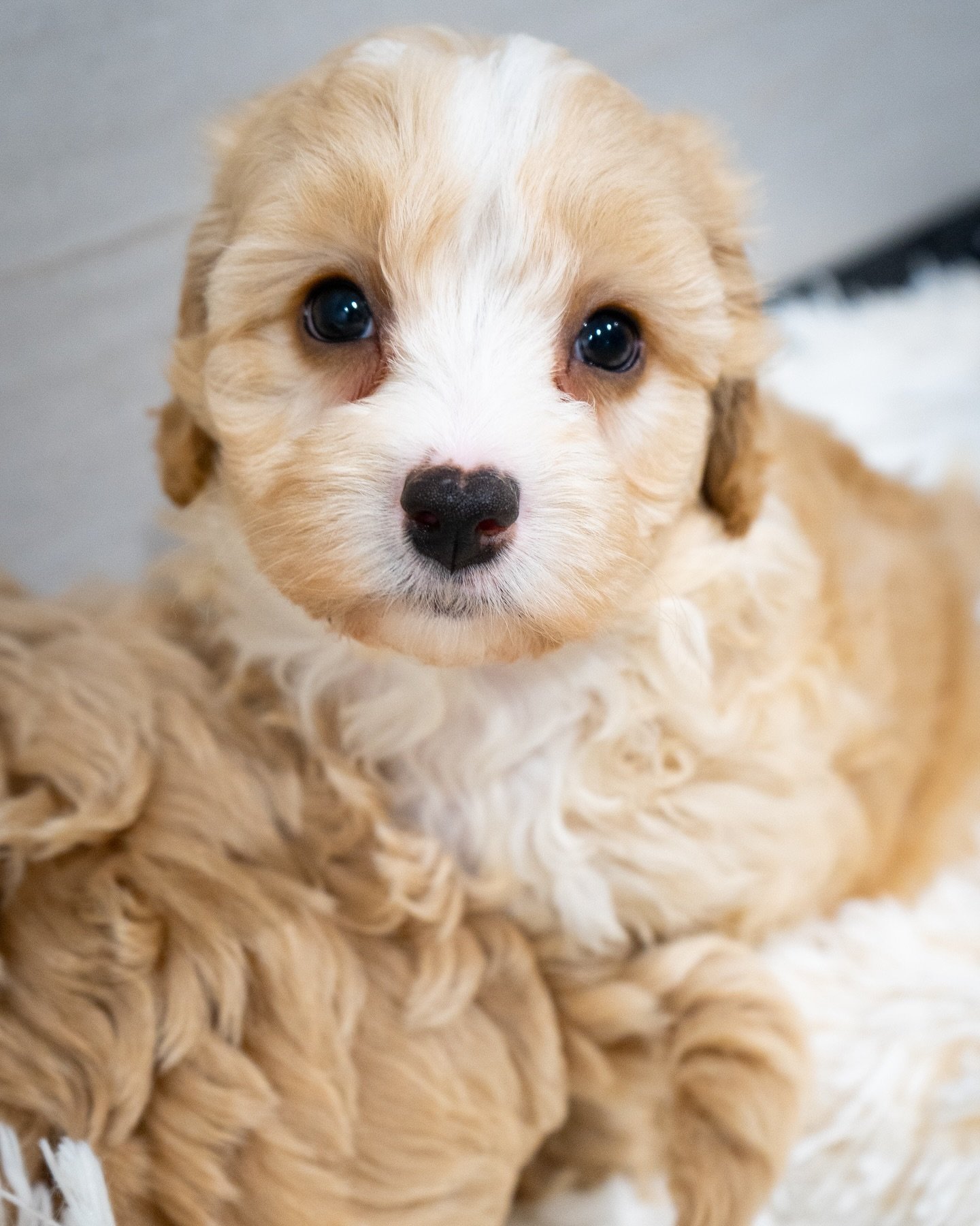Sweet as sunshine!☀️🐾💛 These golden Cavapoochon&rsquo;s are the cutest little things right?!

#Cavapoo #Cockapoo #CavapooPuppies #CockapooPuppies #CavapooLove #CockapooLove #DoodleDogs #PuppyLove #CockapooLife #CavapooLife #HypoallergenicDogs #Pupp
