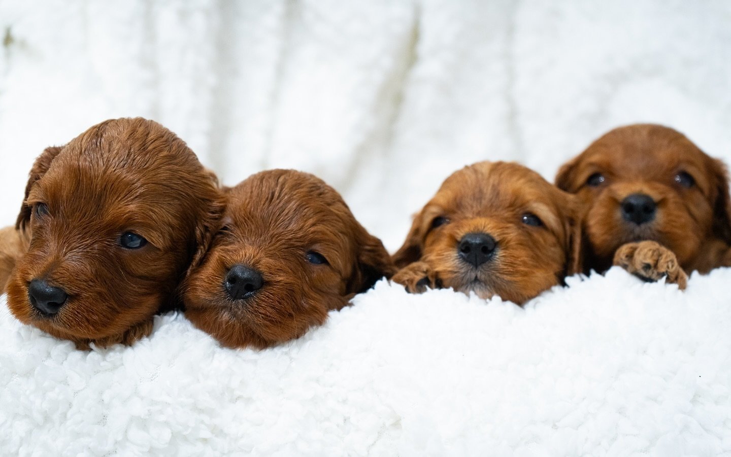 This years Christmas card or what?!😍🎄
These are our 3 week old red F1 Mini Cavapoos, and we cannot wait to watch them grow!! 

#Cavapoo #Cockapoo #CavapooPuppies #CockapooPuppies #CavapooLove #CockapooLove #DoodleDogs #PuppyLove #christmas #tisthes