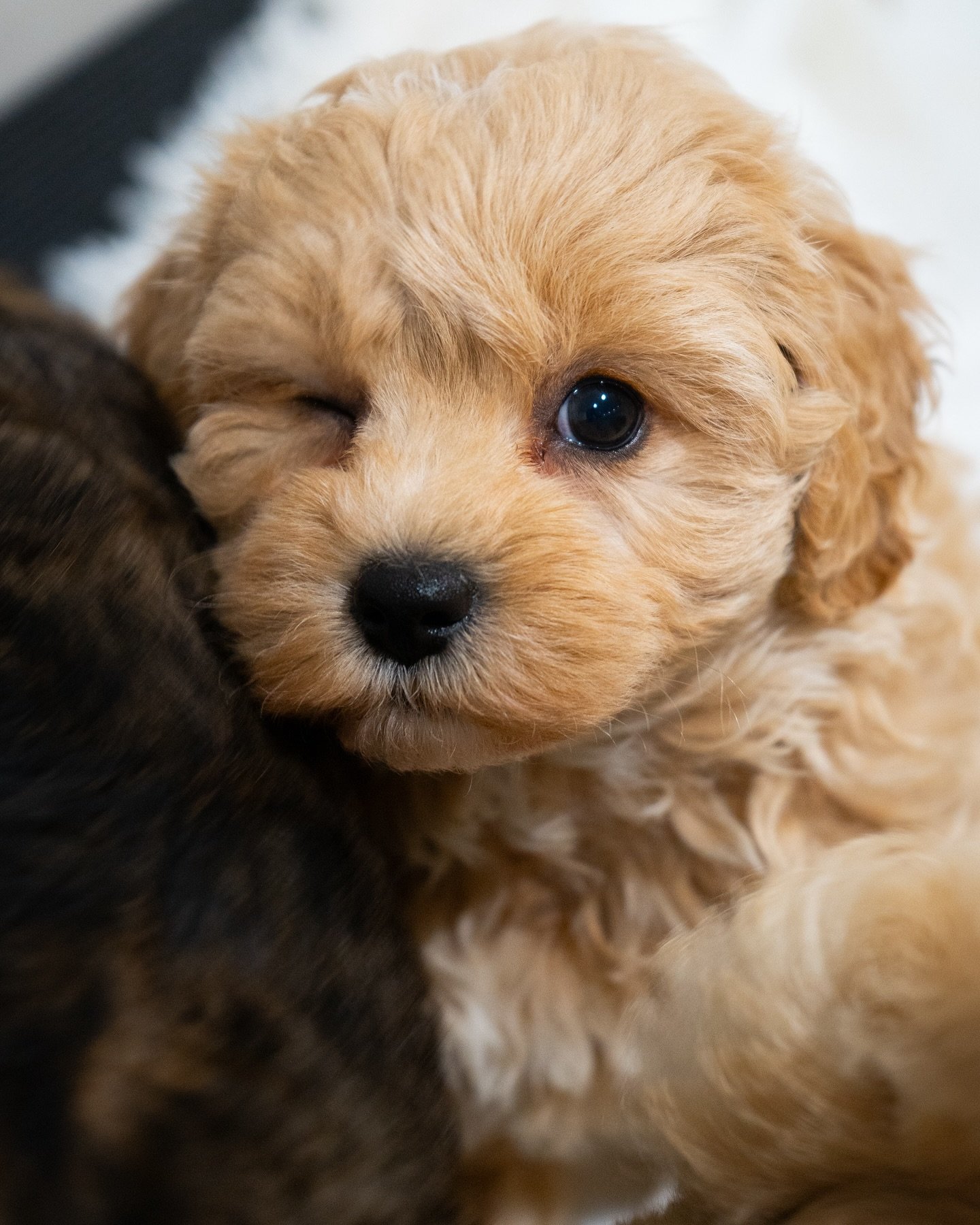 Sleepy snuggles💤💛

#puppy #puppylove #CavapooPuppies #CockapooPuppies #naptime #CavapooLove #CockapooLove #HypoallergenicDogs #DoodlePuppies #CutePuppies #HealthyPuppies #DoodleLovers #cavapoo #cockapoo