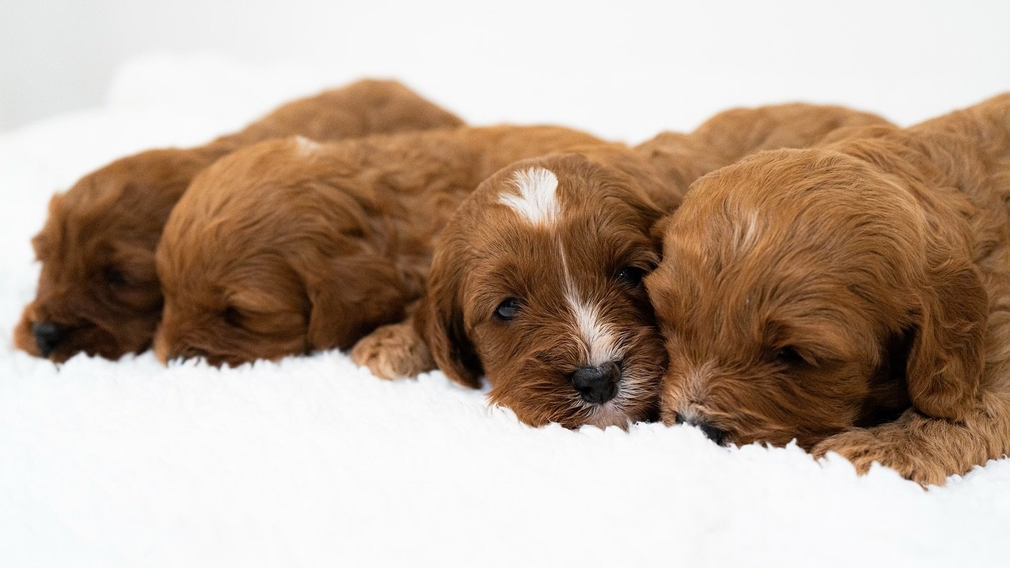 Our baby F1 miniature cavapoos🥰 such a gorgeous colour, can&rsquo;t wait to watch these cuties grow!!🧡

#cavapoo #cockapoo #puppy #puppylove #f1b #cavapoopuppy #f1miniature #miniaturecavapoo #cavapooukclub #cavapoochon