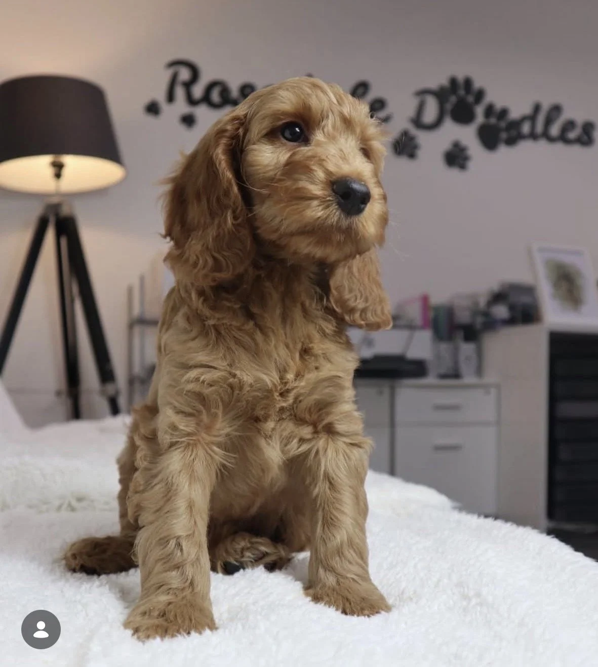 Waiting lists open for cockapoo puppies 🐾