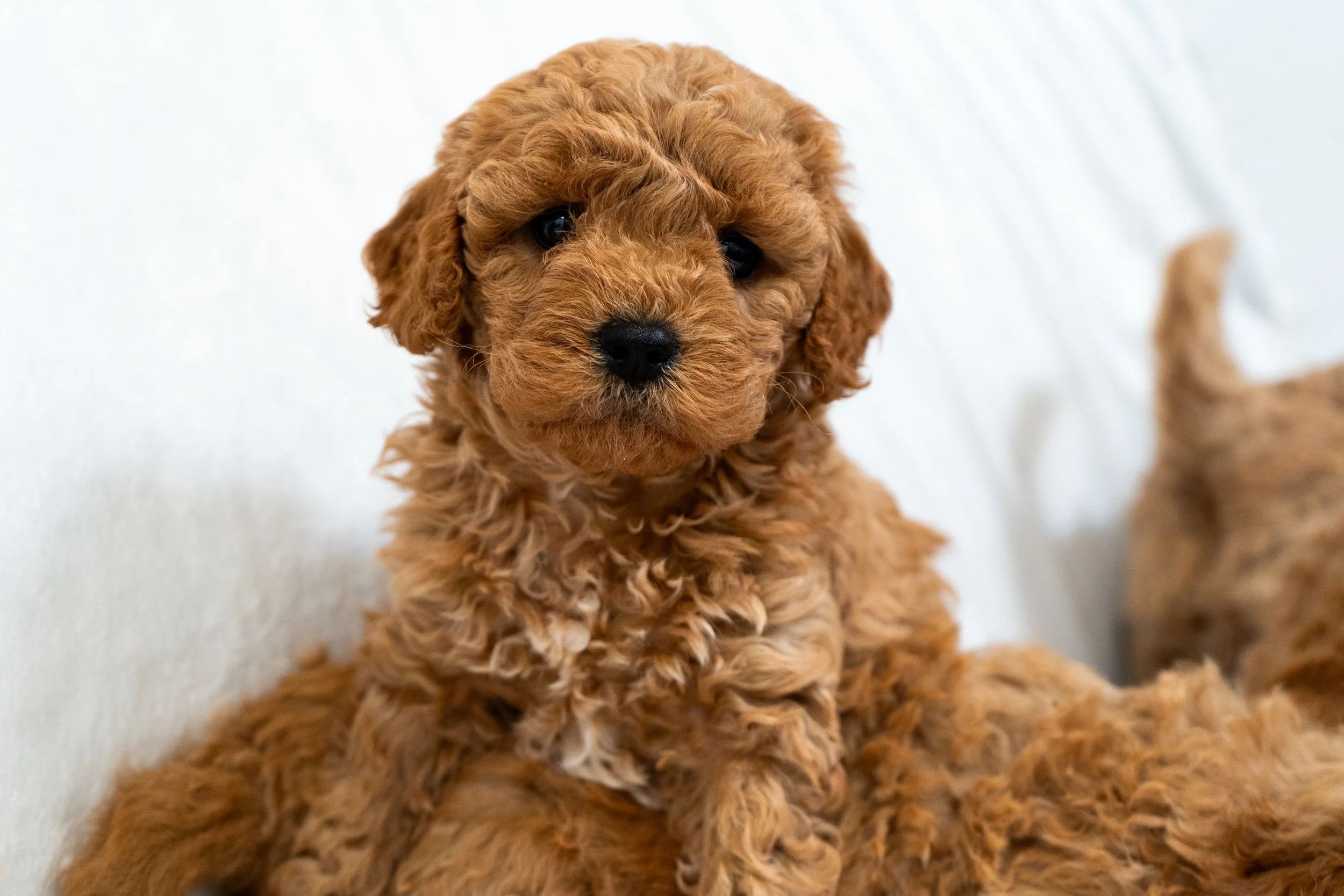 Cavapoochon puppies available 🐾