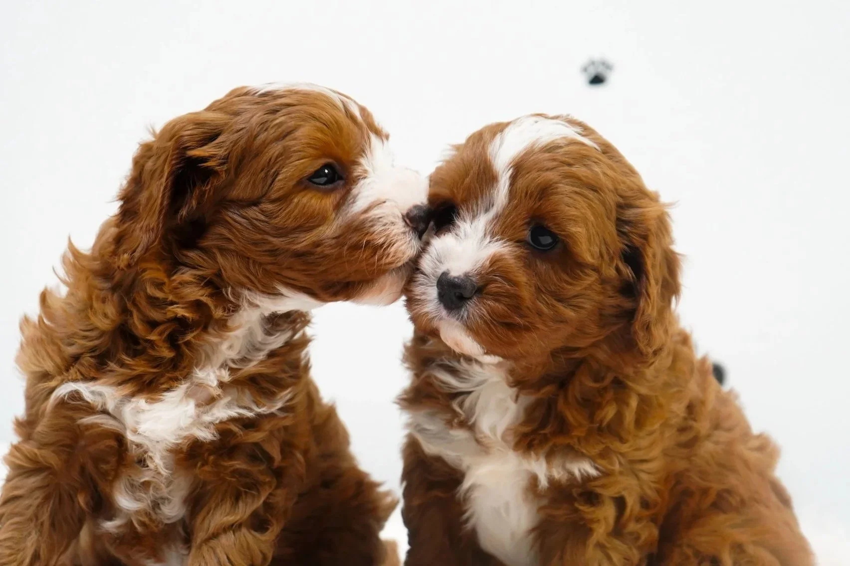 Cavapoo puppies available 🐾       