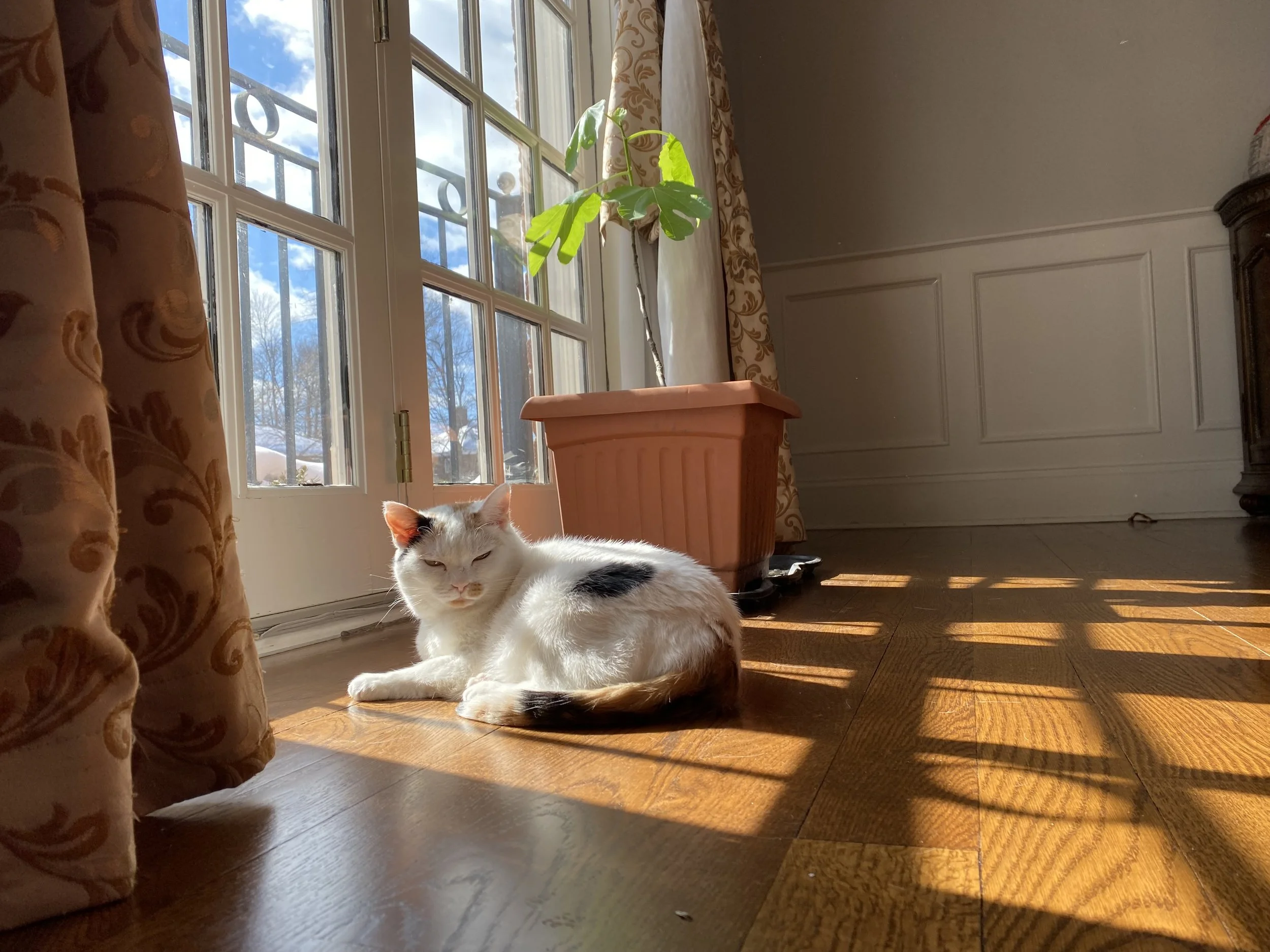 Feli Xiao's Kitten