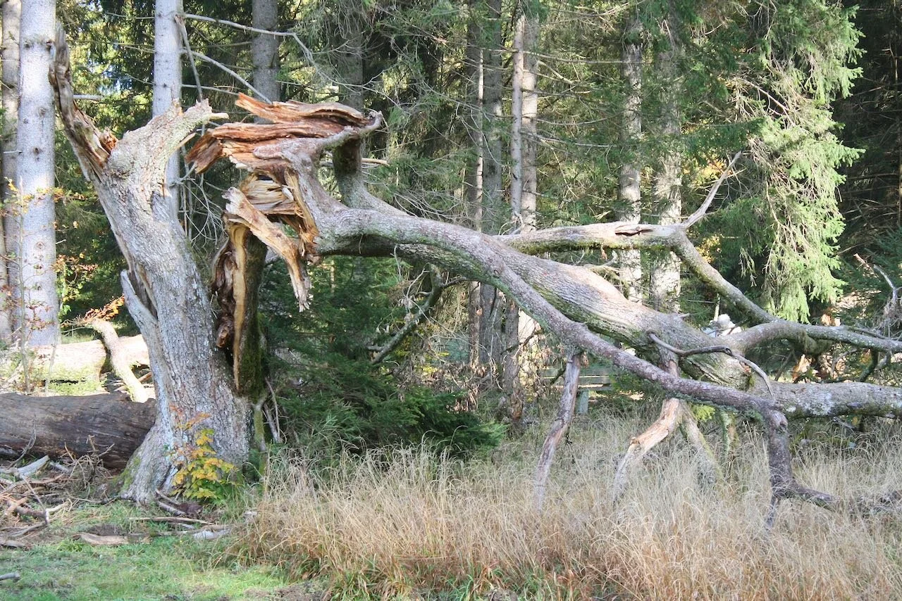 Die zahnlose Patientenverfügung
