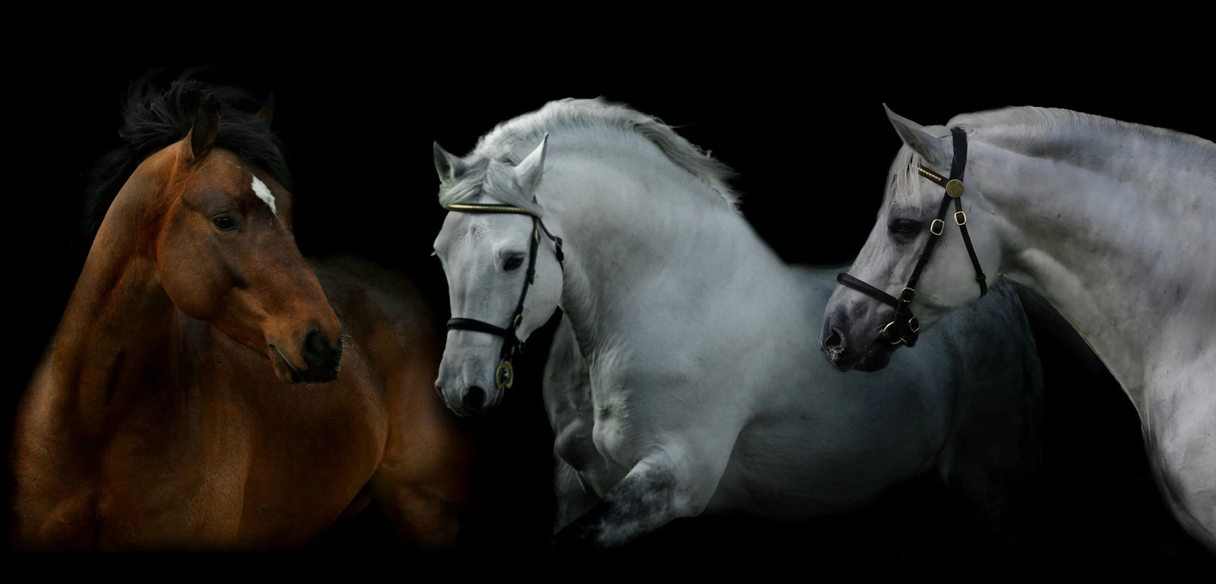 notebook Banner_pr.jpg