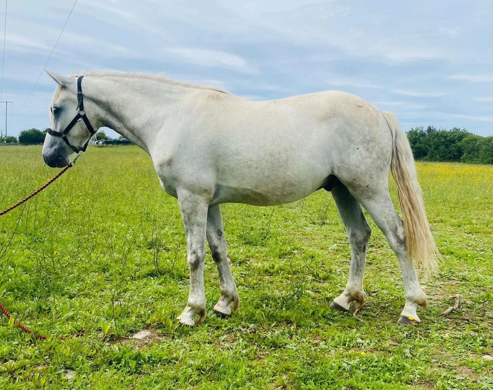 Cashelbay Cuchulainn